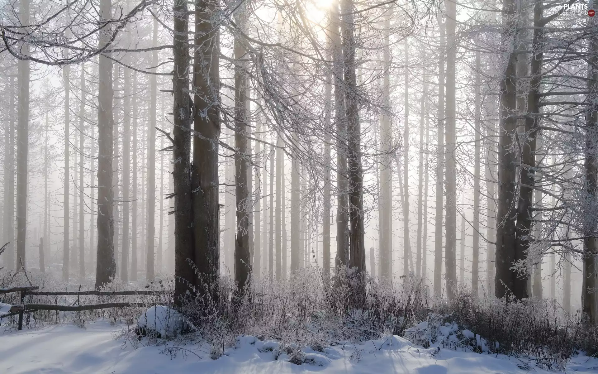 trees, winter, Plants, snow, viewes, forest