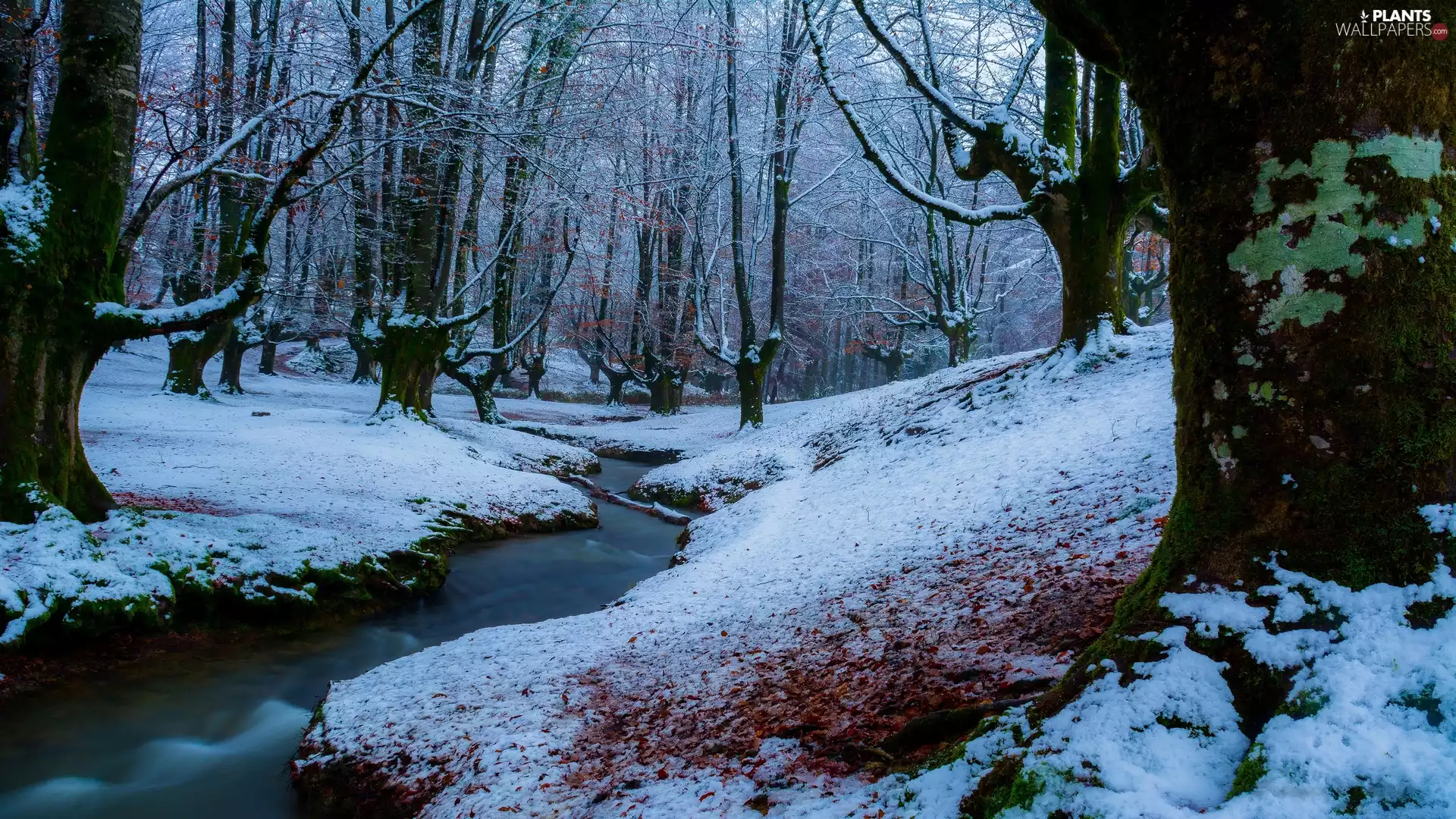 trees, winter, River, snow, viewes, forest