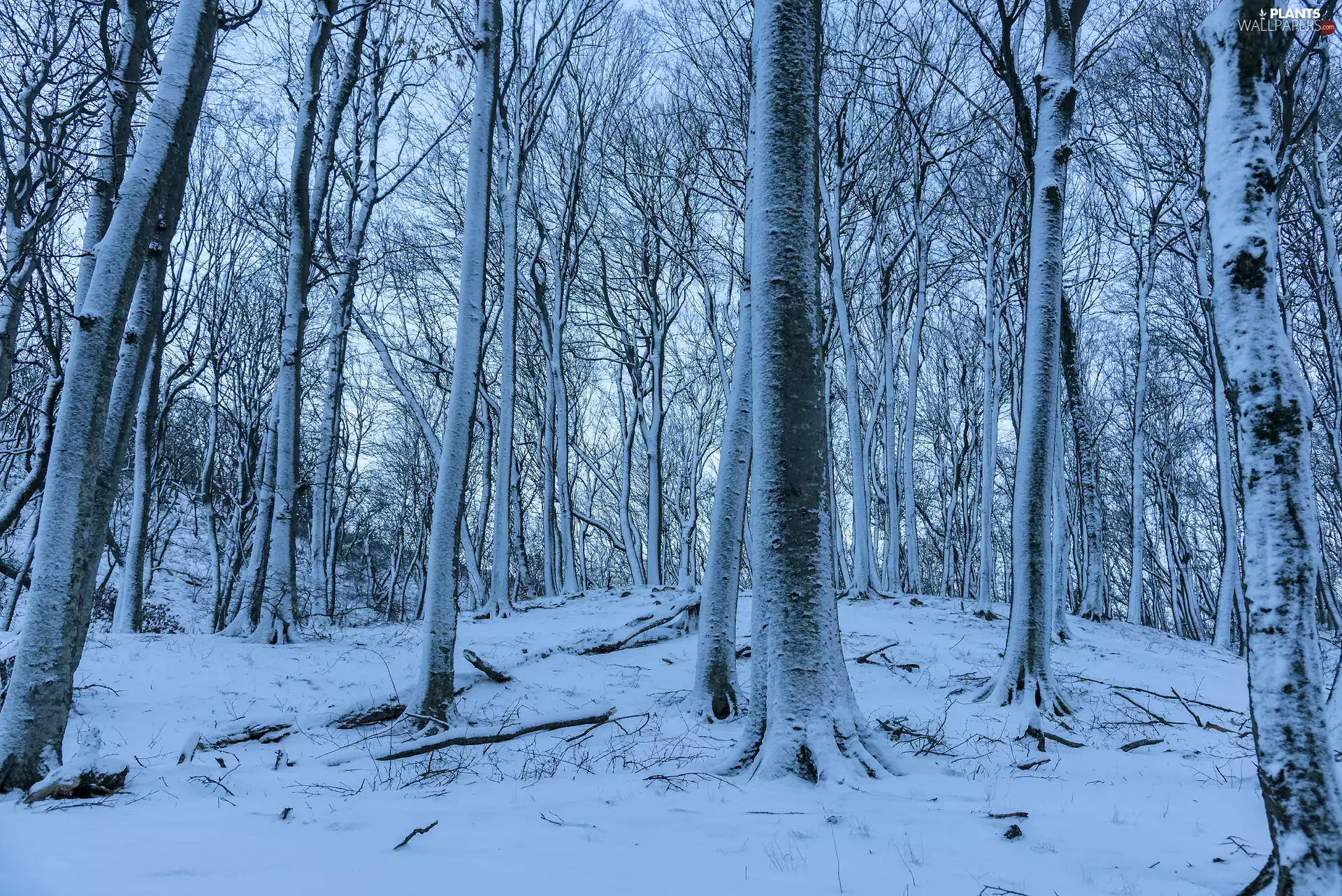 high, winter, viewes, snow, trees, forest