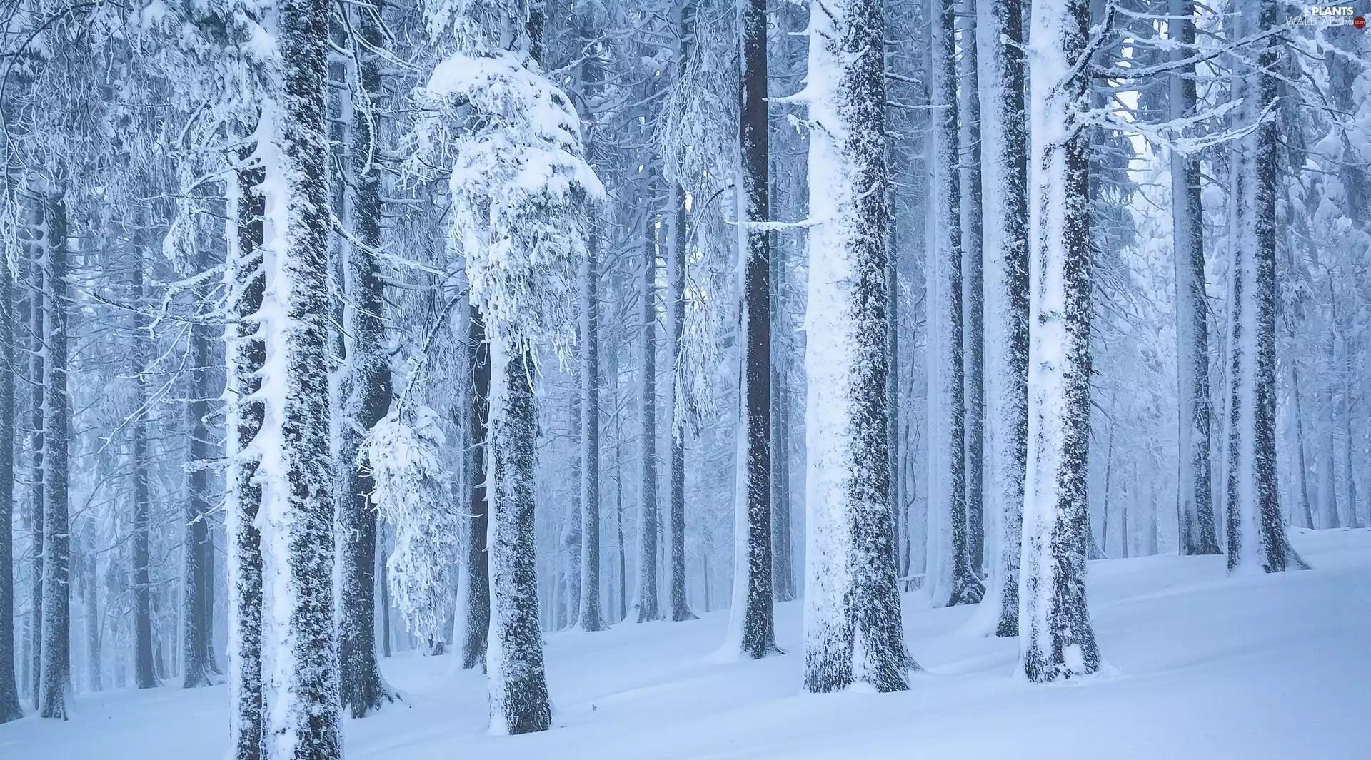 Snowy, winter, viewes, snow, trees, forest