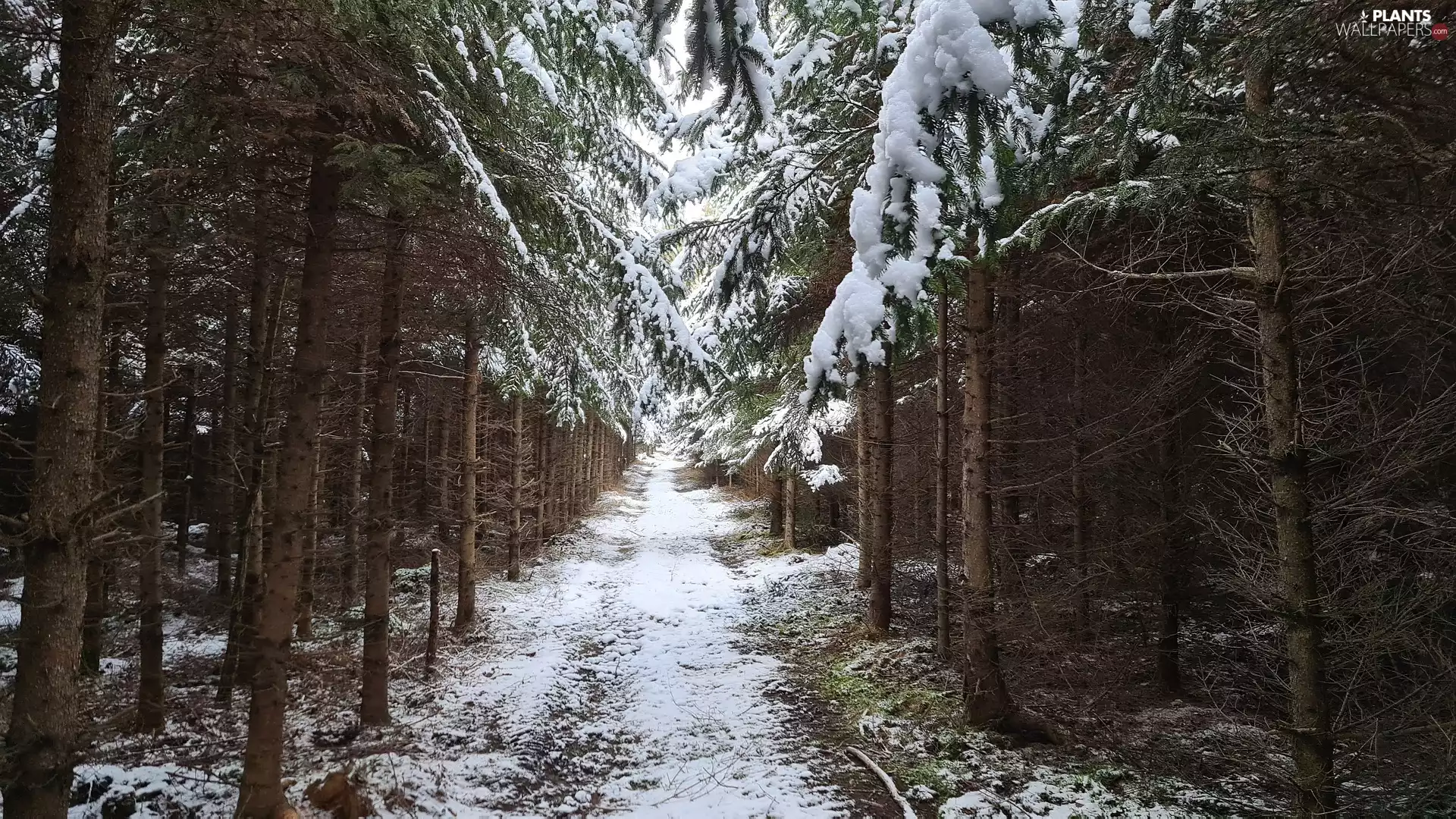 trees, winter, Way, snow, viewes, forest