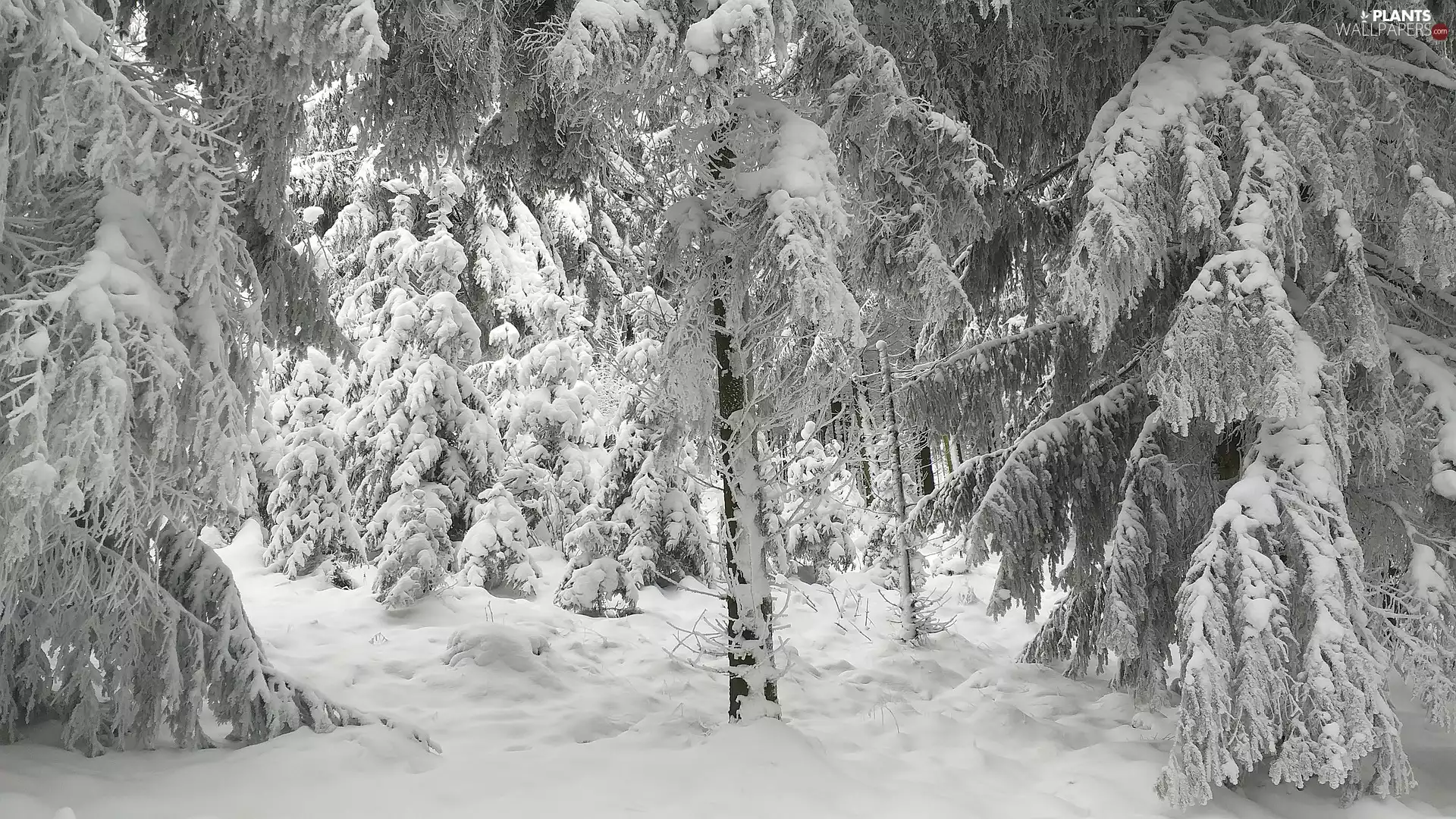 trees, snowy, winter, snow, viewes, forest