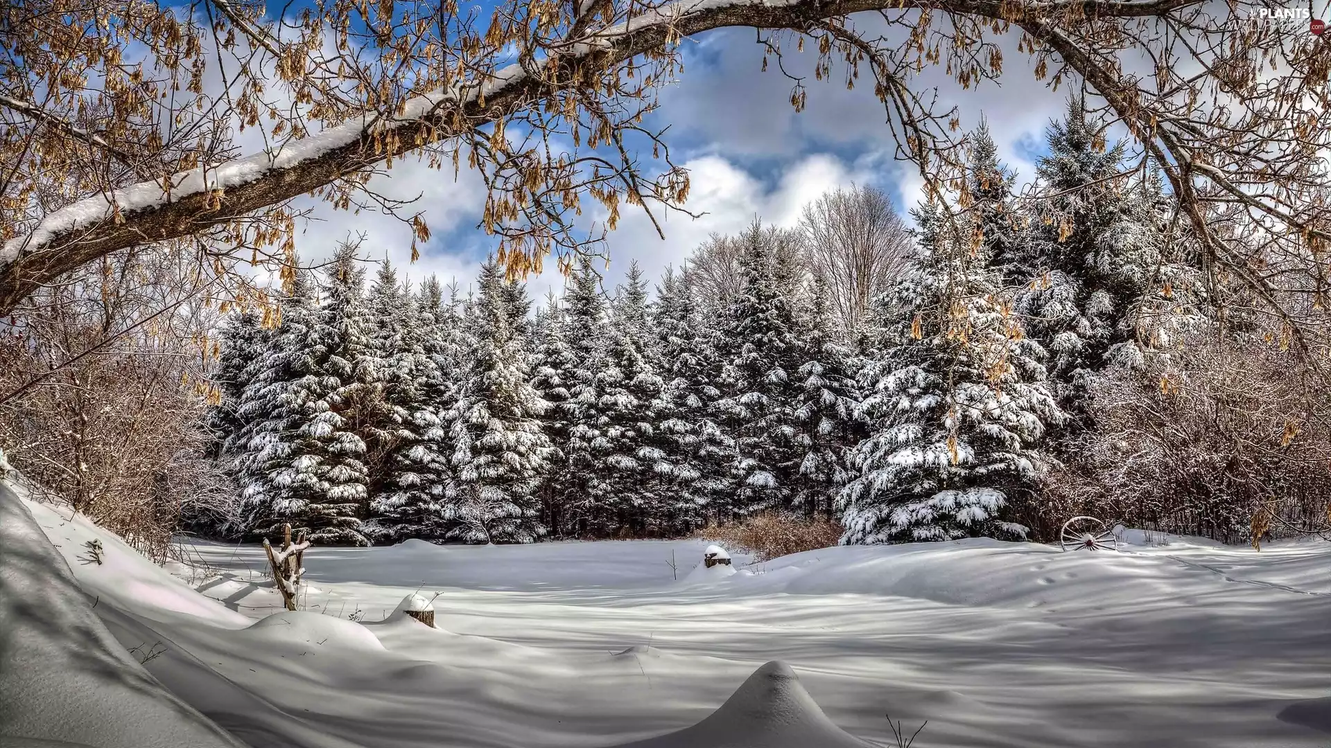 viewes, snow, forest, trees, winter