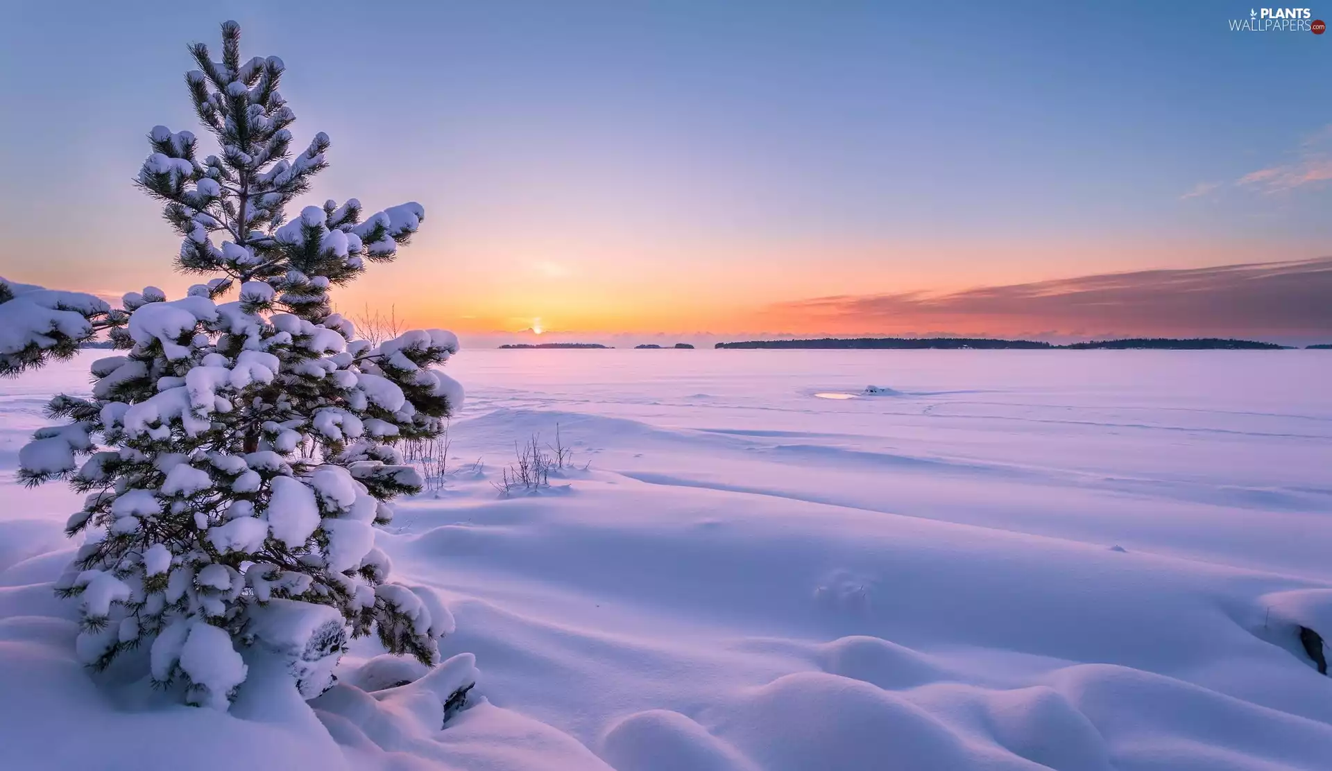 winter, snow, Great Sunsets, trees