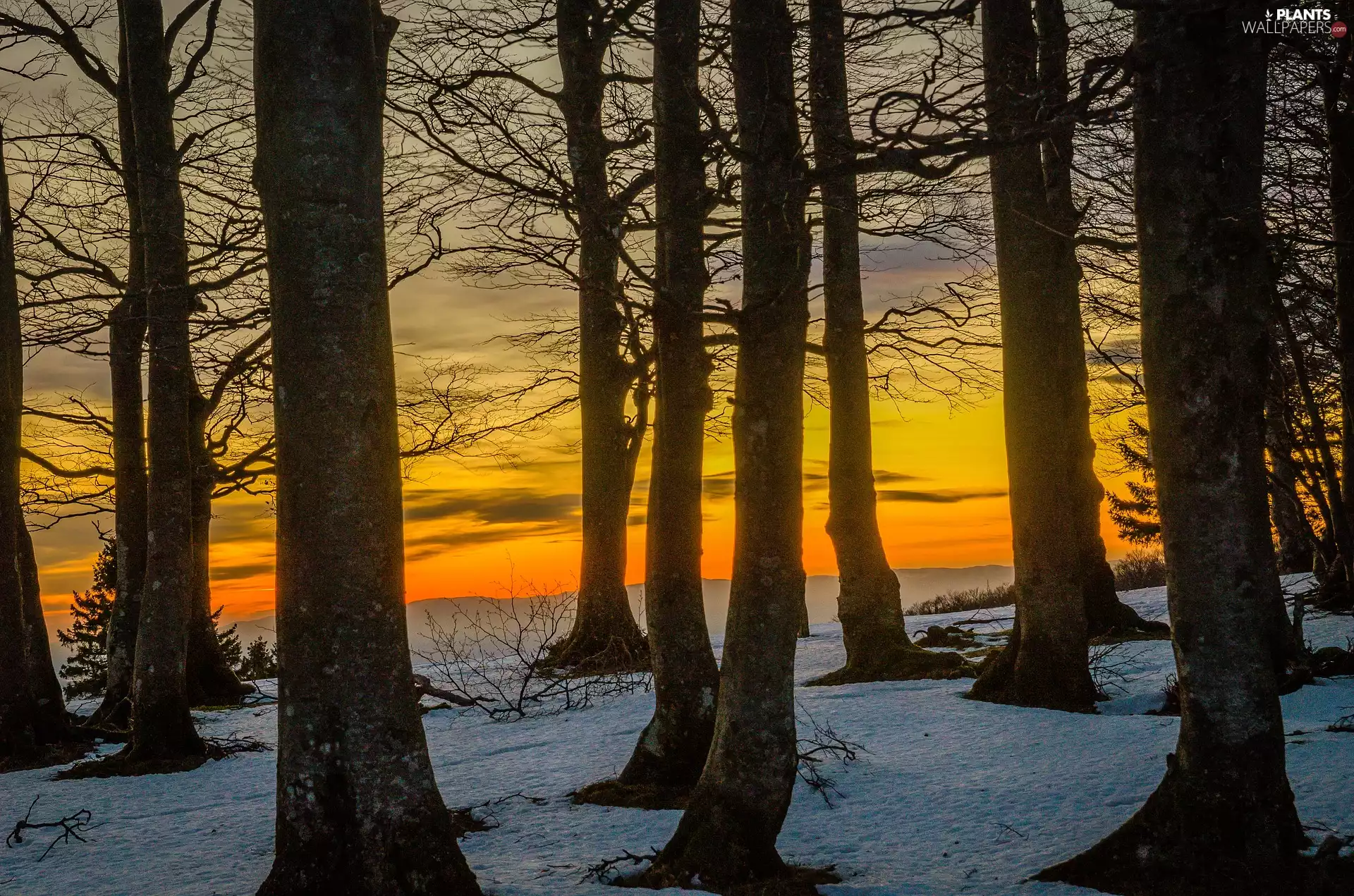 forest, snow, Great Sunsets, winter
