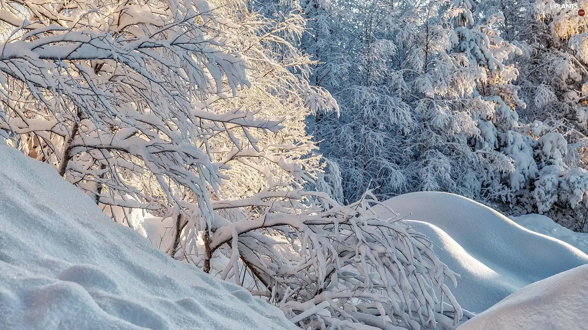 forest, trees, hills, viewes, winter, branch pics, snow