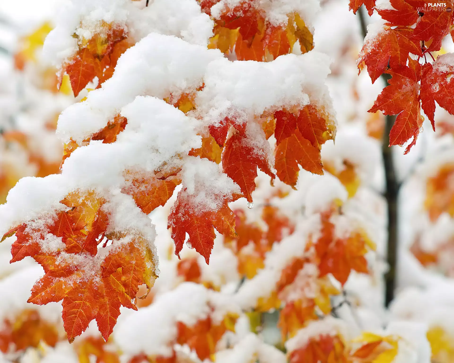 snow, Autumn, Leaf