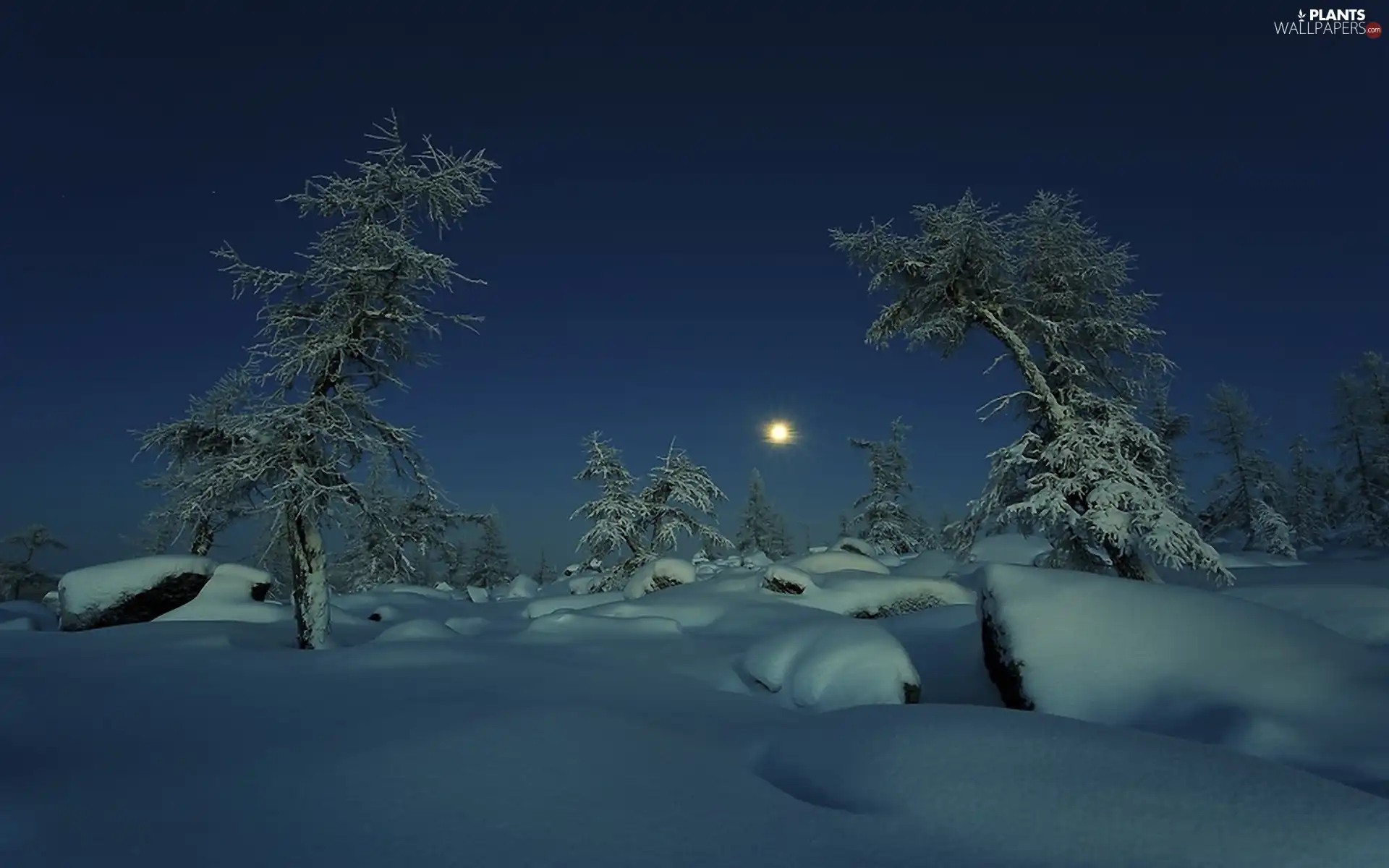 moon, viewes, snow, trees