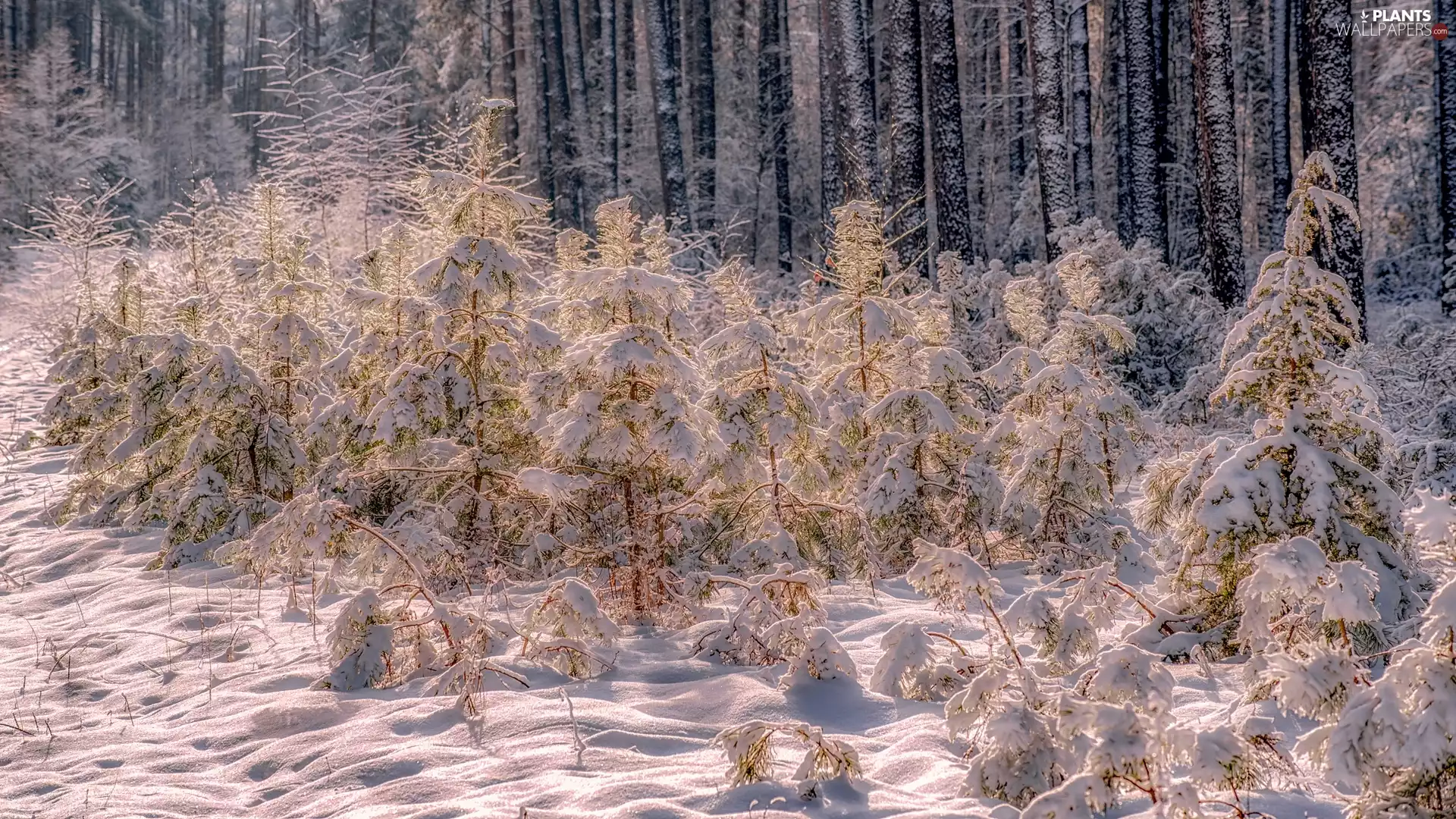 trees, viewes, morning, Bush, winter, young, forest, snow