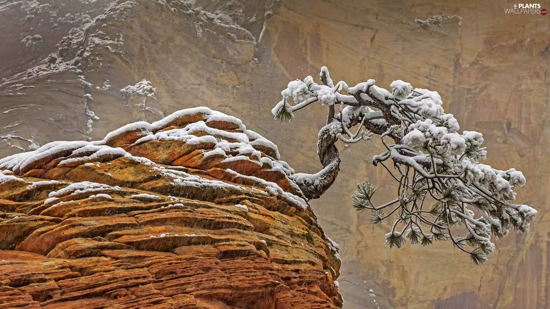 Rocks, winter, pine, snow, trees, Mountains