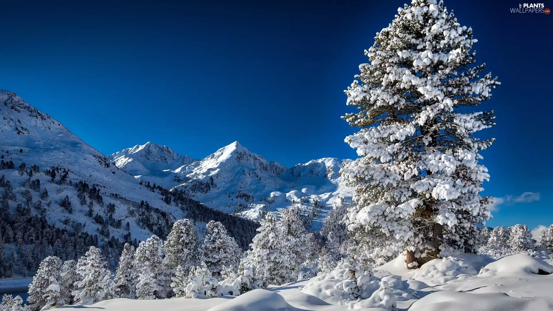 trees, winter, Spruces, snow, viewes, Mountains