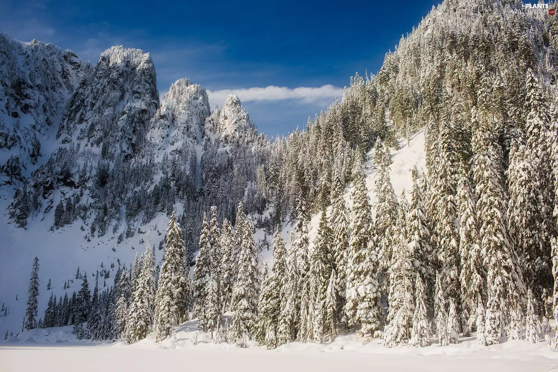 forest, winter, viewes, snow, trees, Mountains