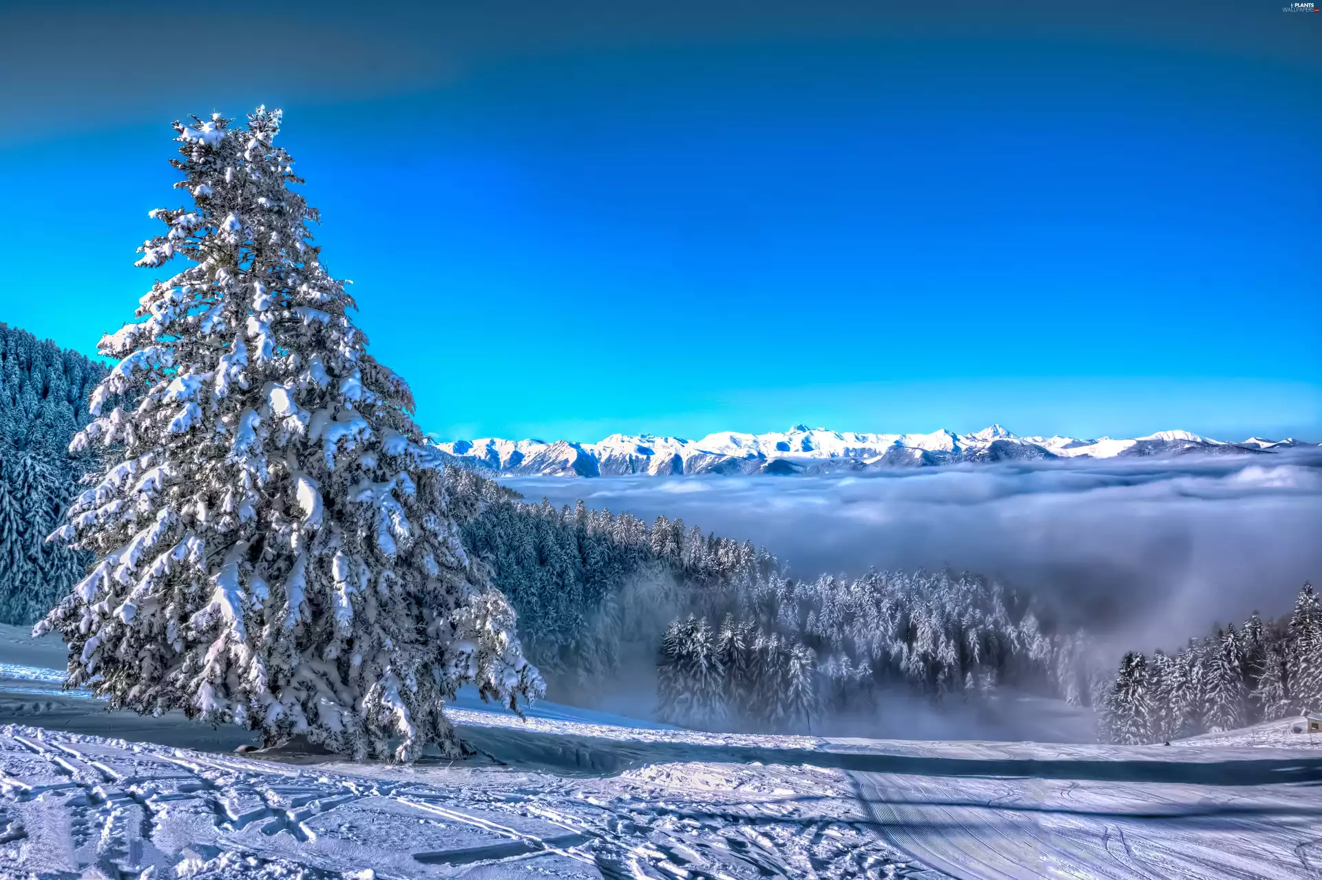 Snowy, winter, viewes, snow, trees, Mountains