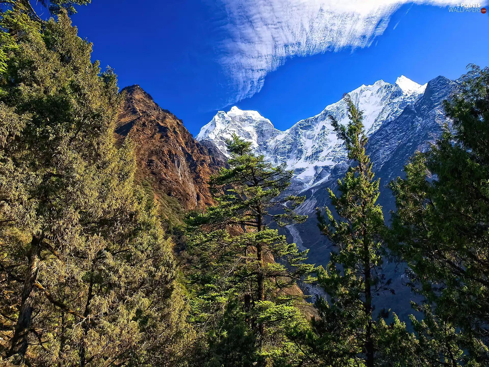 Mountains, trees, viewes, snow