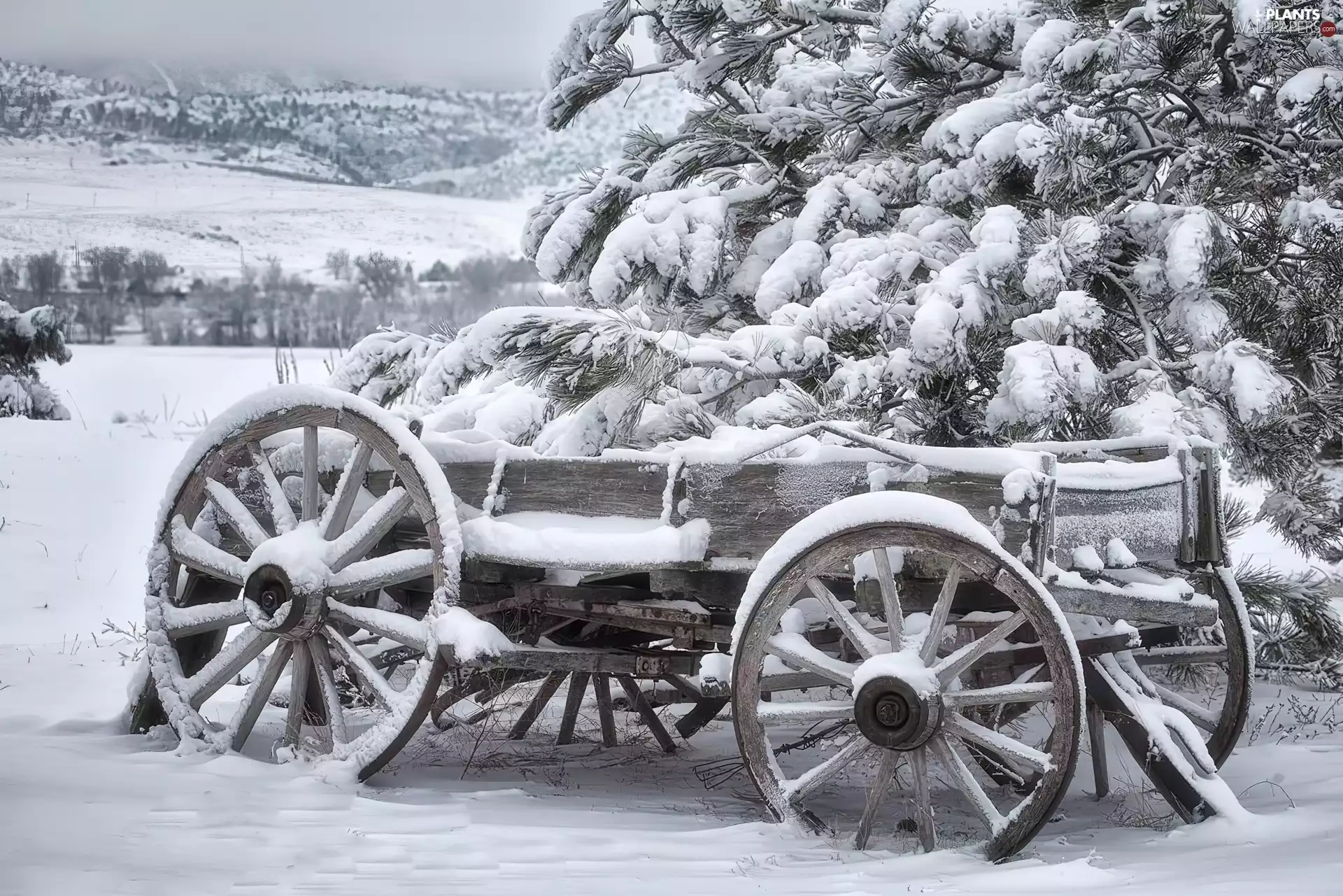 snow, wagon, mounted