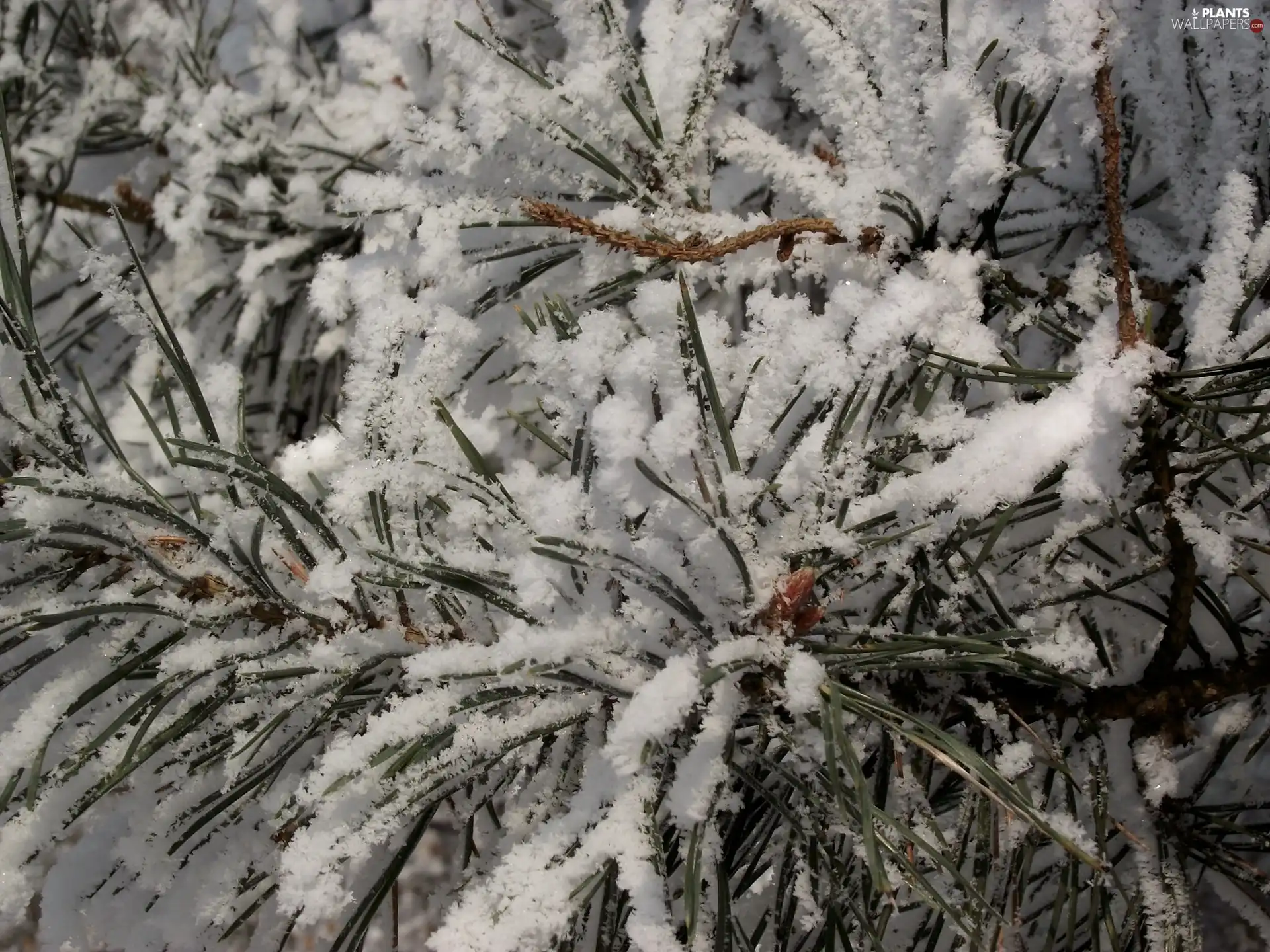 snow, conifer, needle