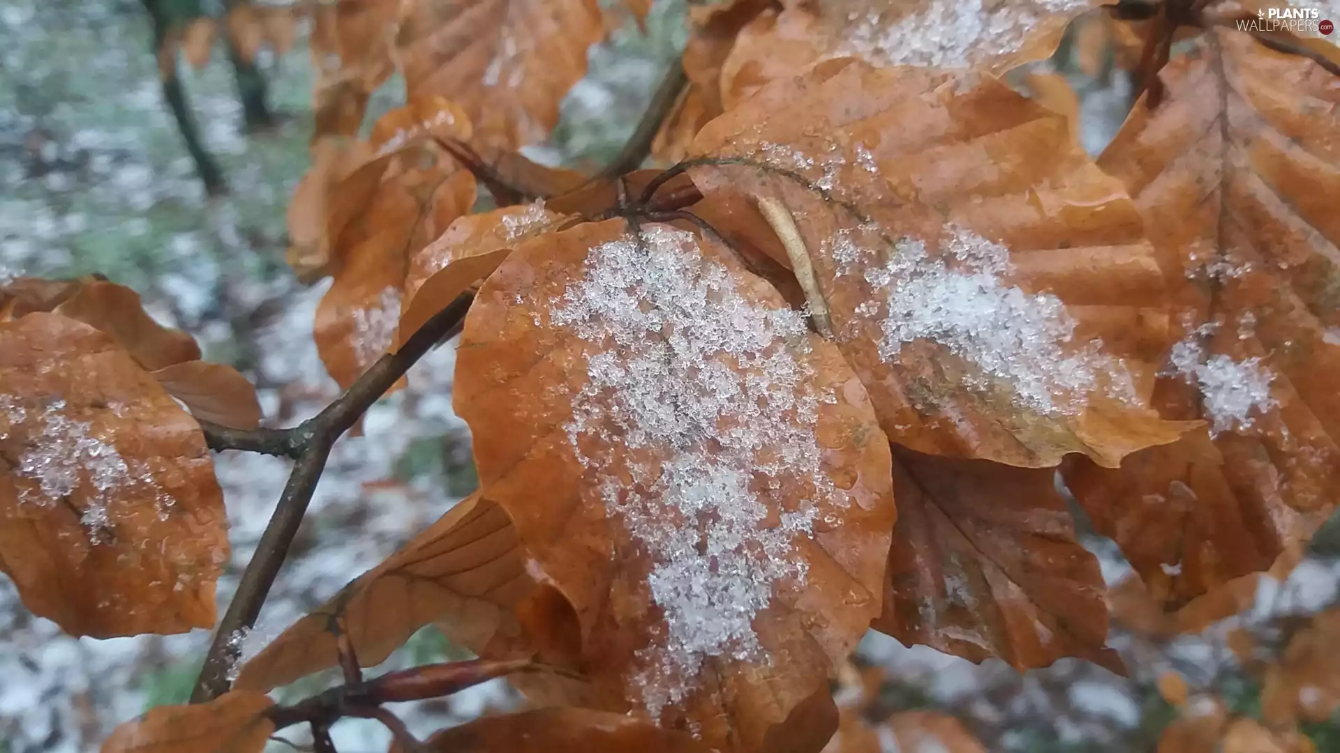 snow, Leaf, Orange