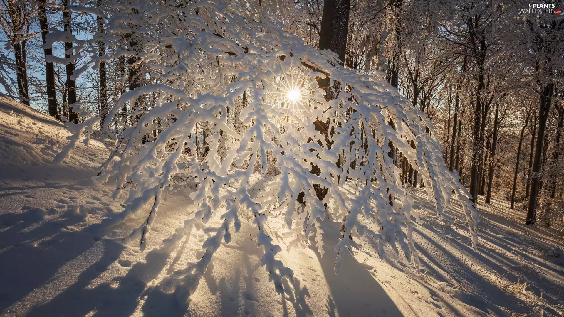 Snowy, branch pics, rays of the Sun, trees, forest, snow, winter, viewes
