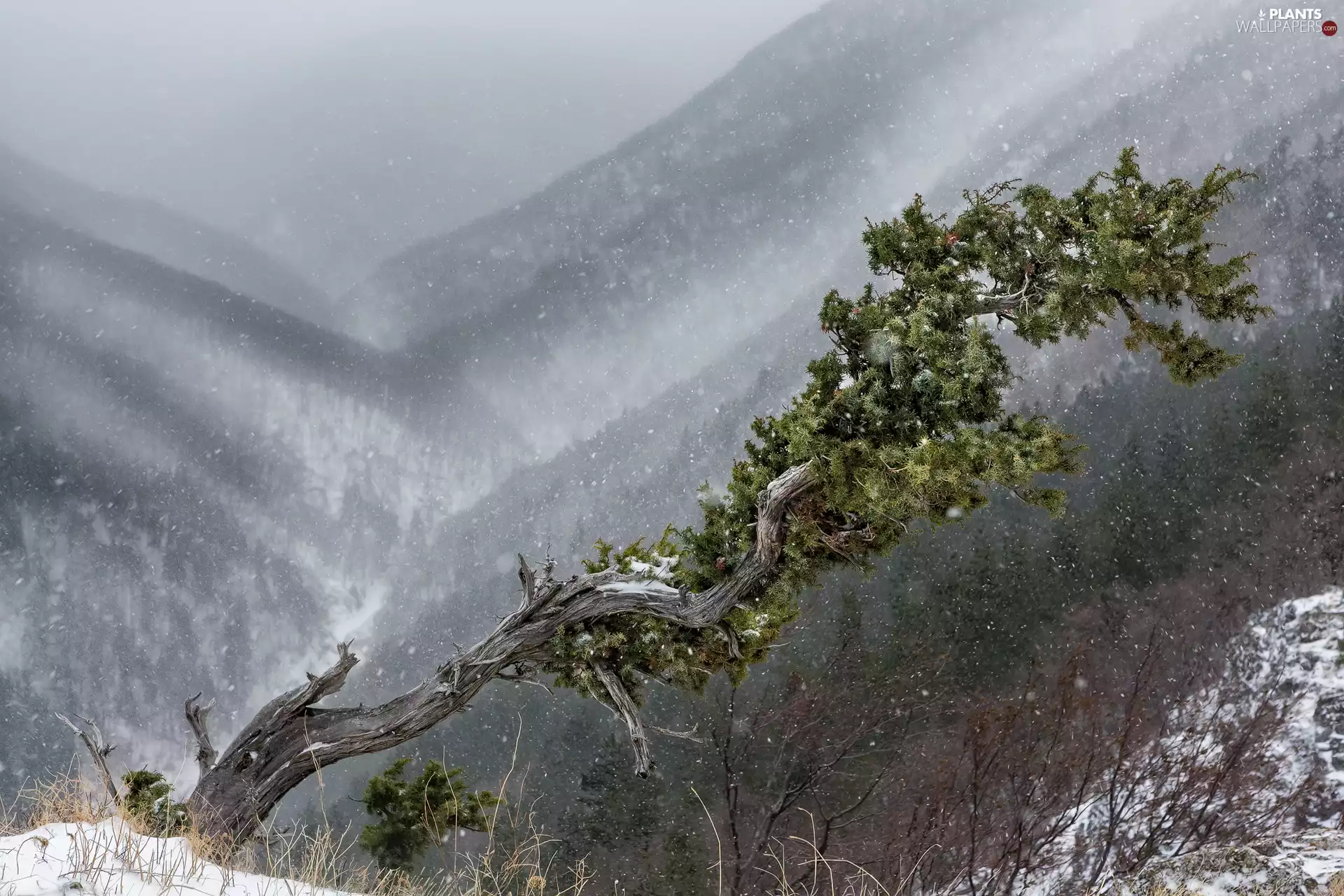 trees, Mountains, pine, snow, winter, viewes, Bush