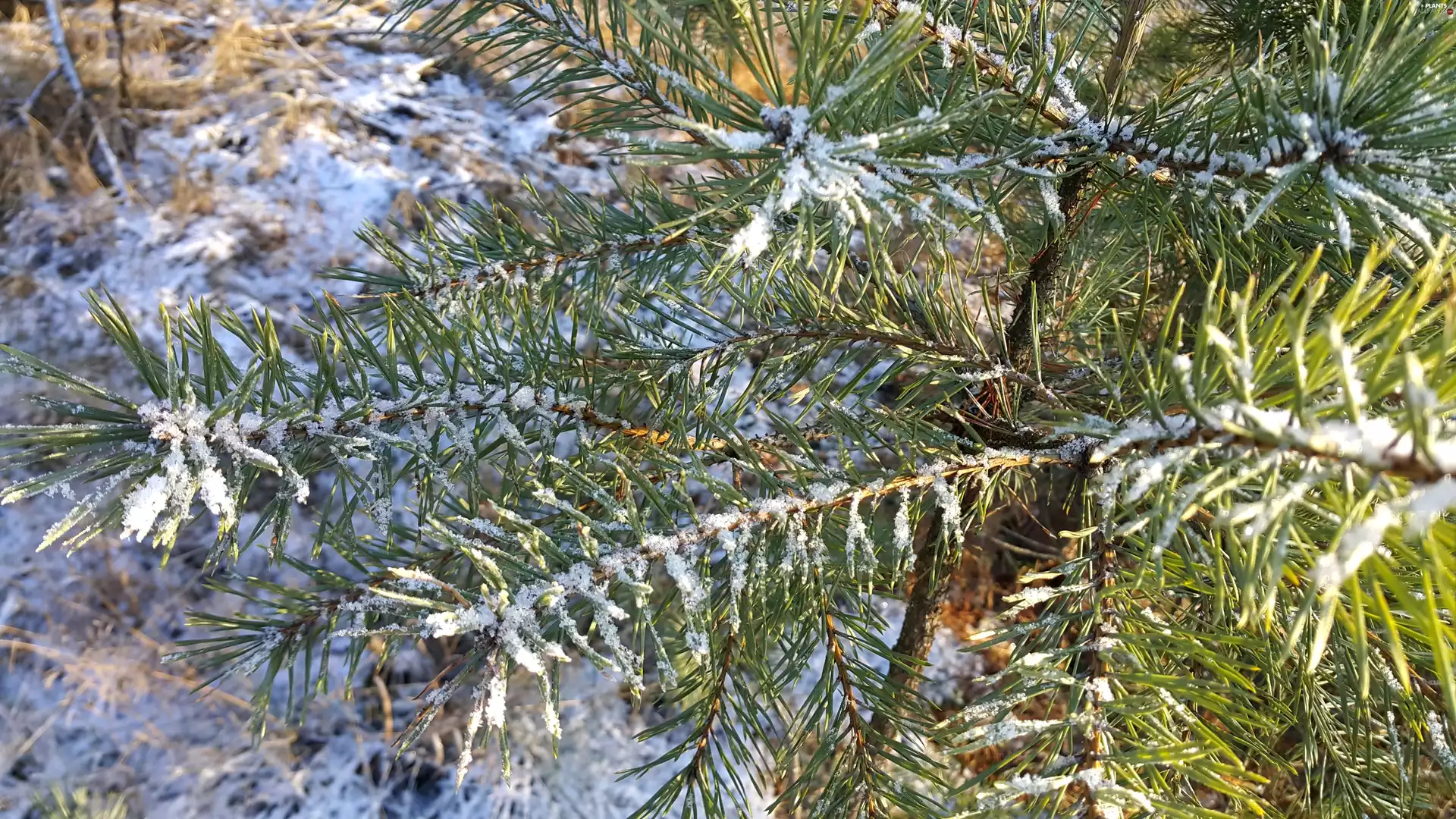 snow, twig, pine
