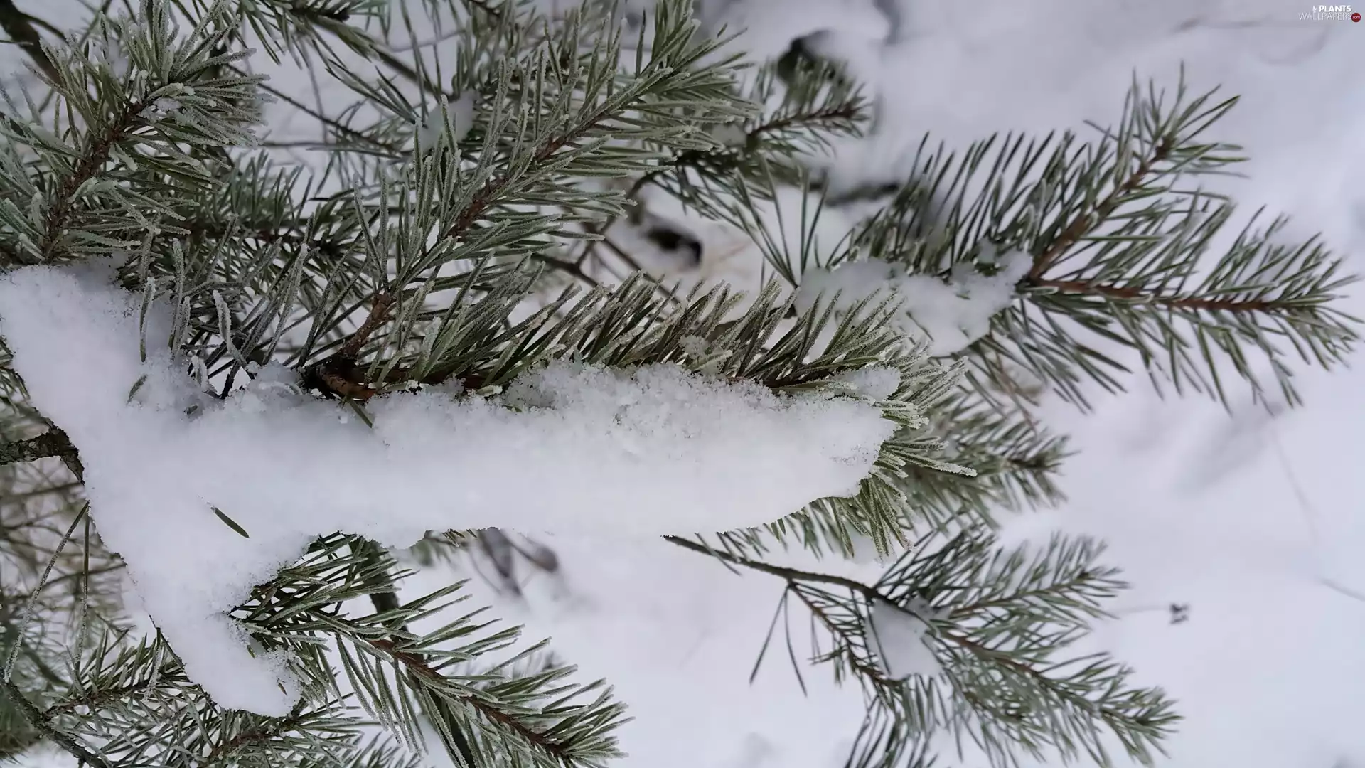snow, Twigs, pine