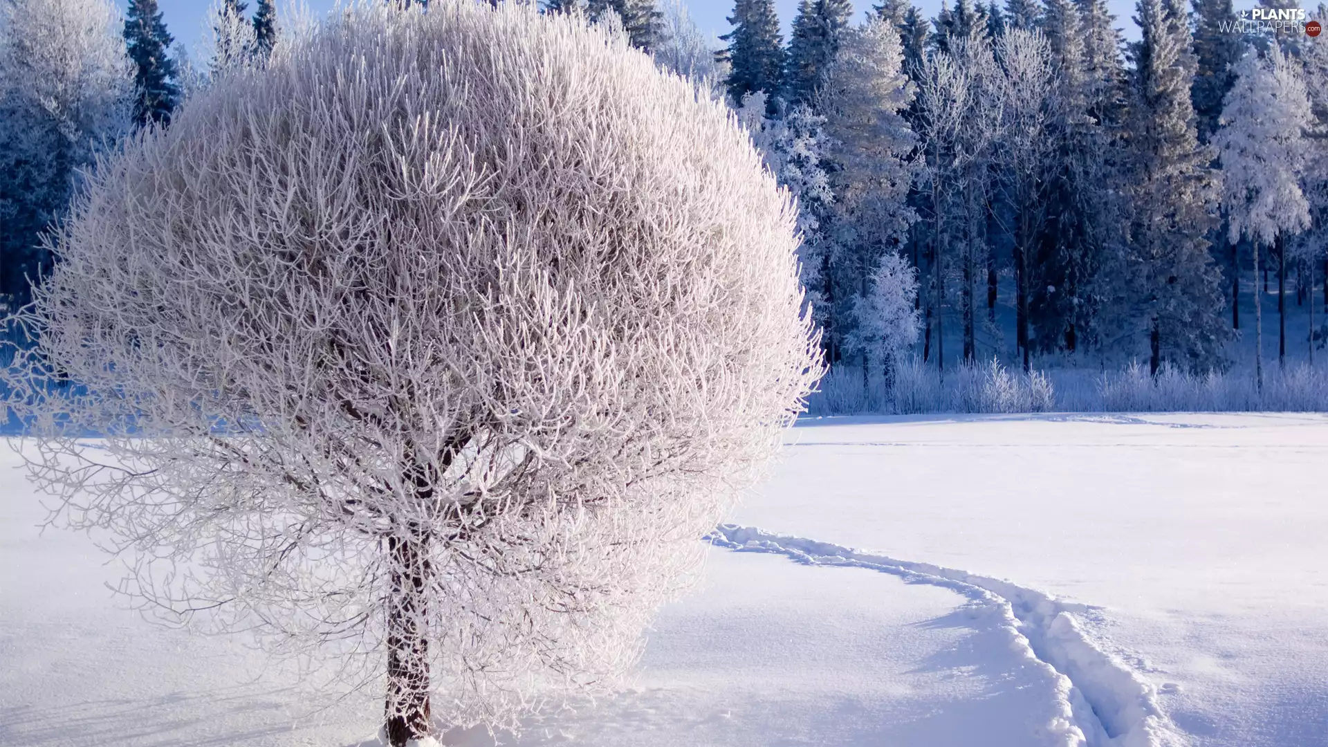 Path, snow, rime, forest, trees