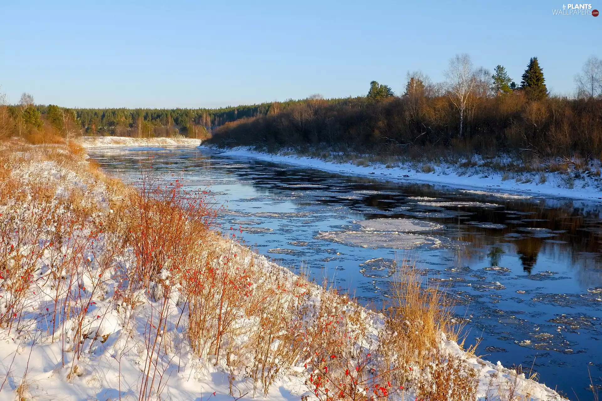 Plants, winter, viewes, snow, trees, River