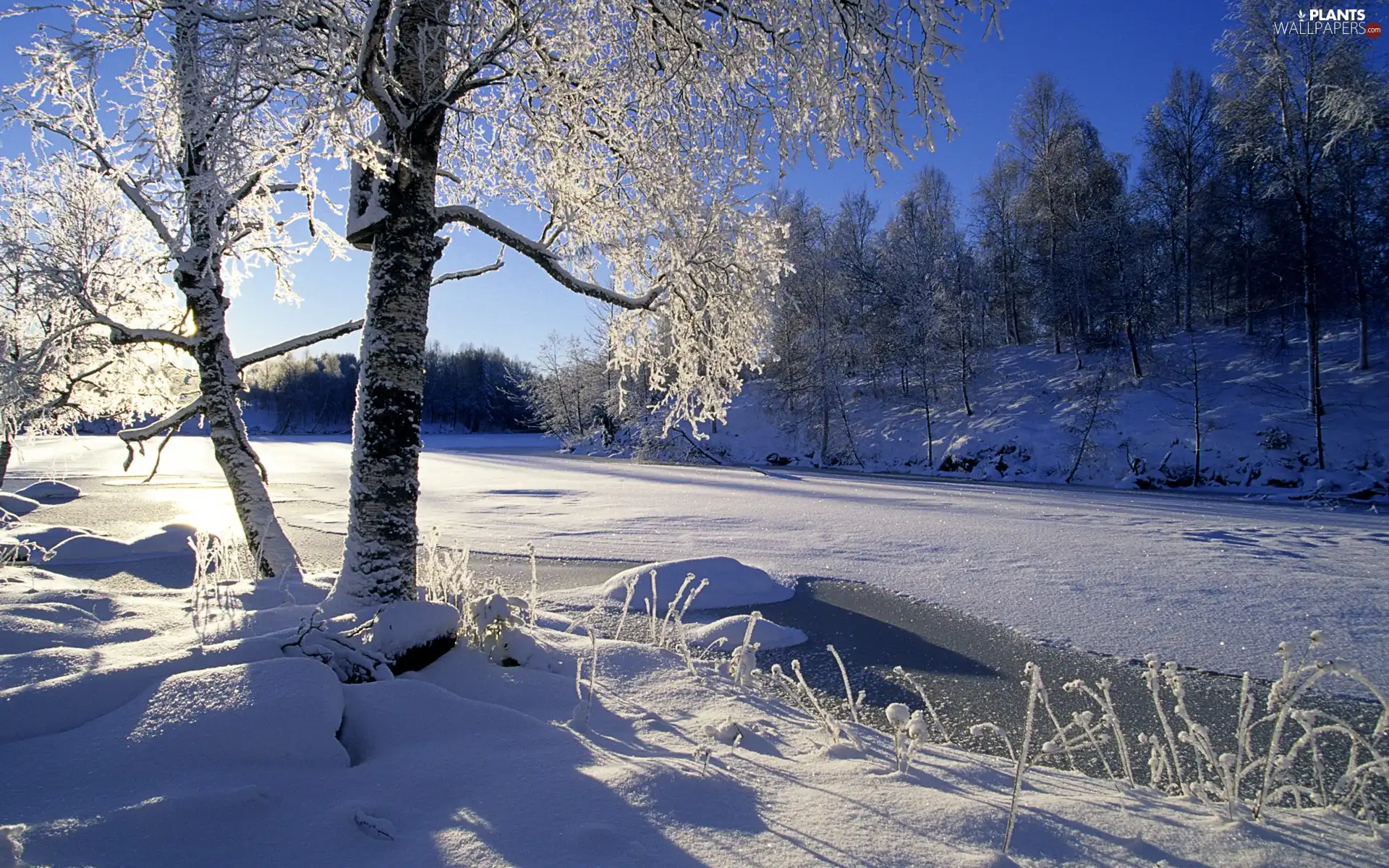 River, viewes, snow, trees