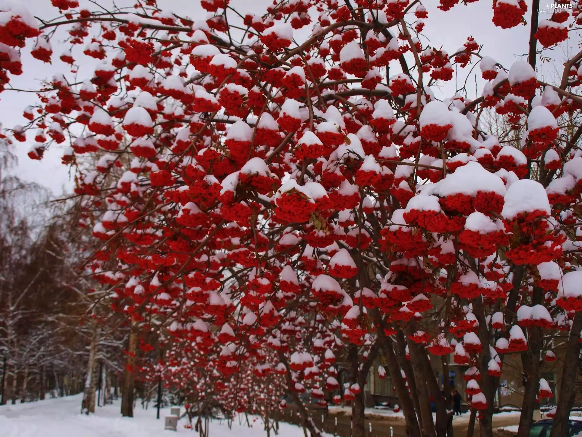 snow, Fruits, rowan