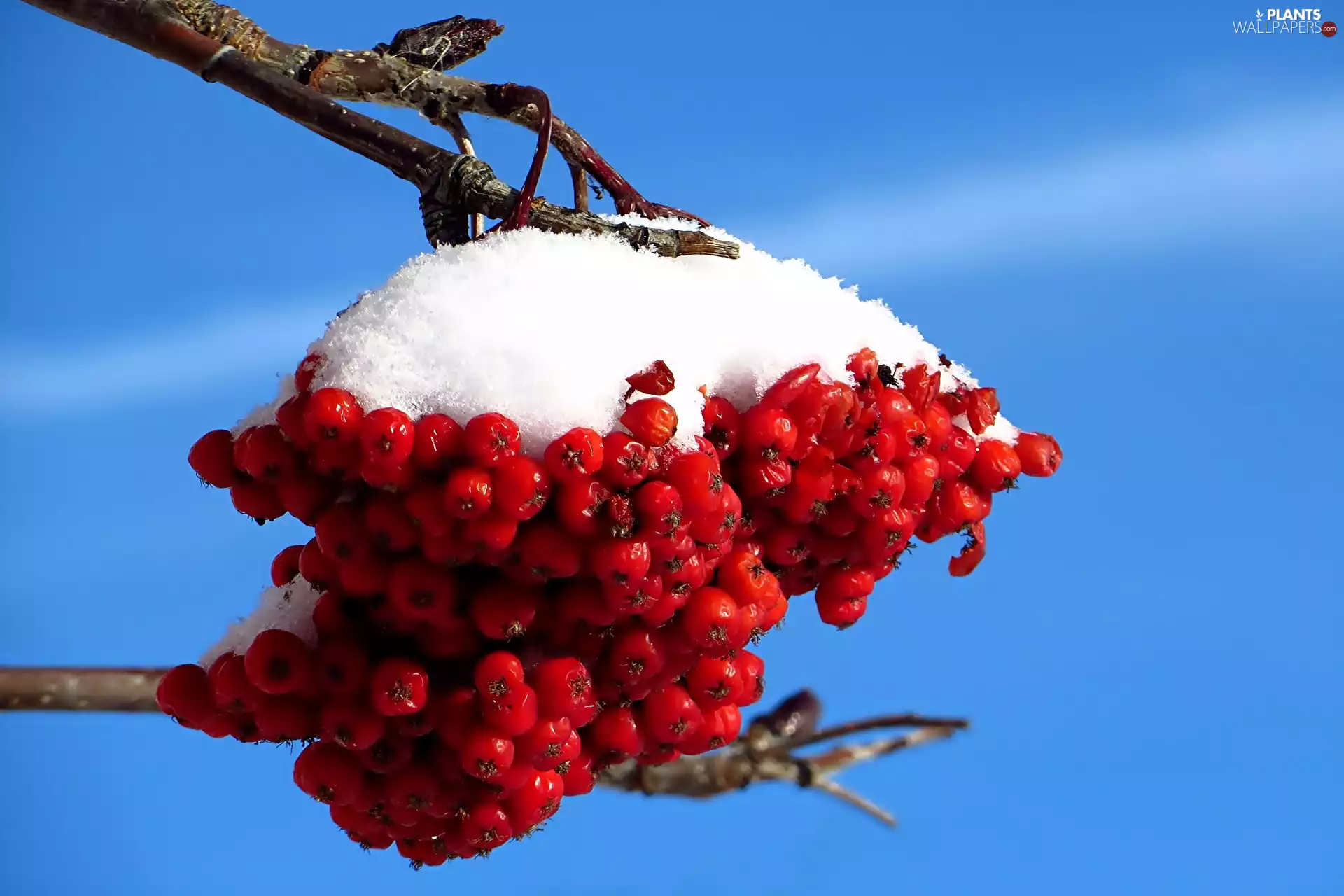 snow, twig, rowan
