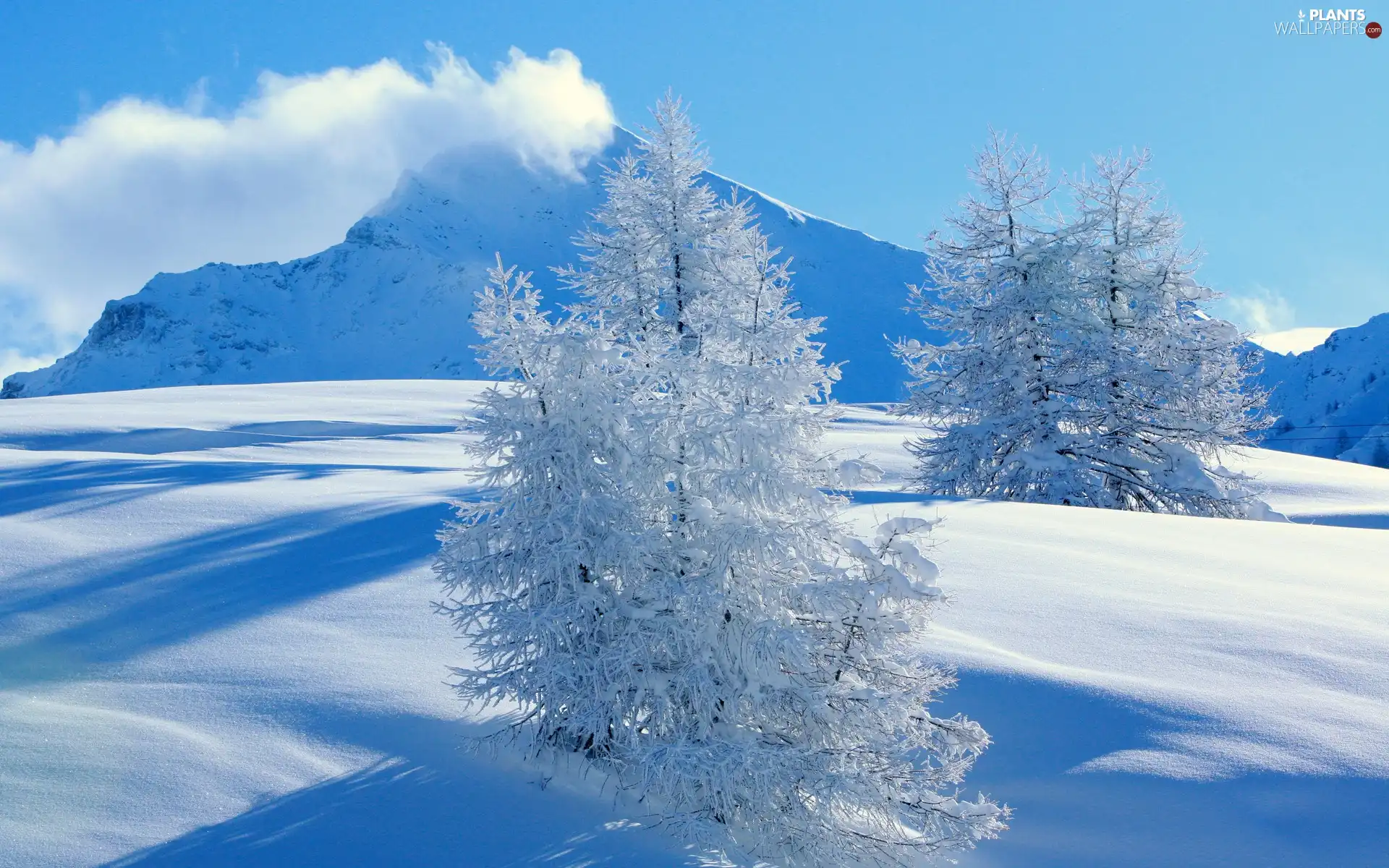 snow, Sky, trees, viewes, Mountains