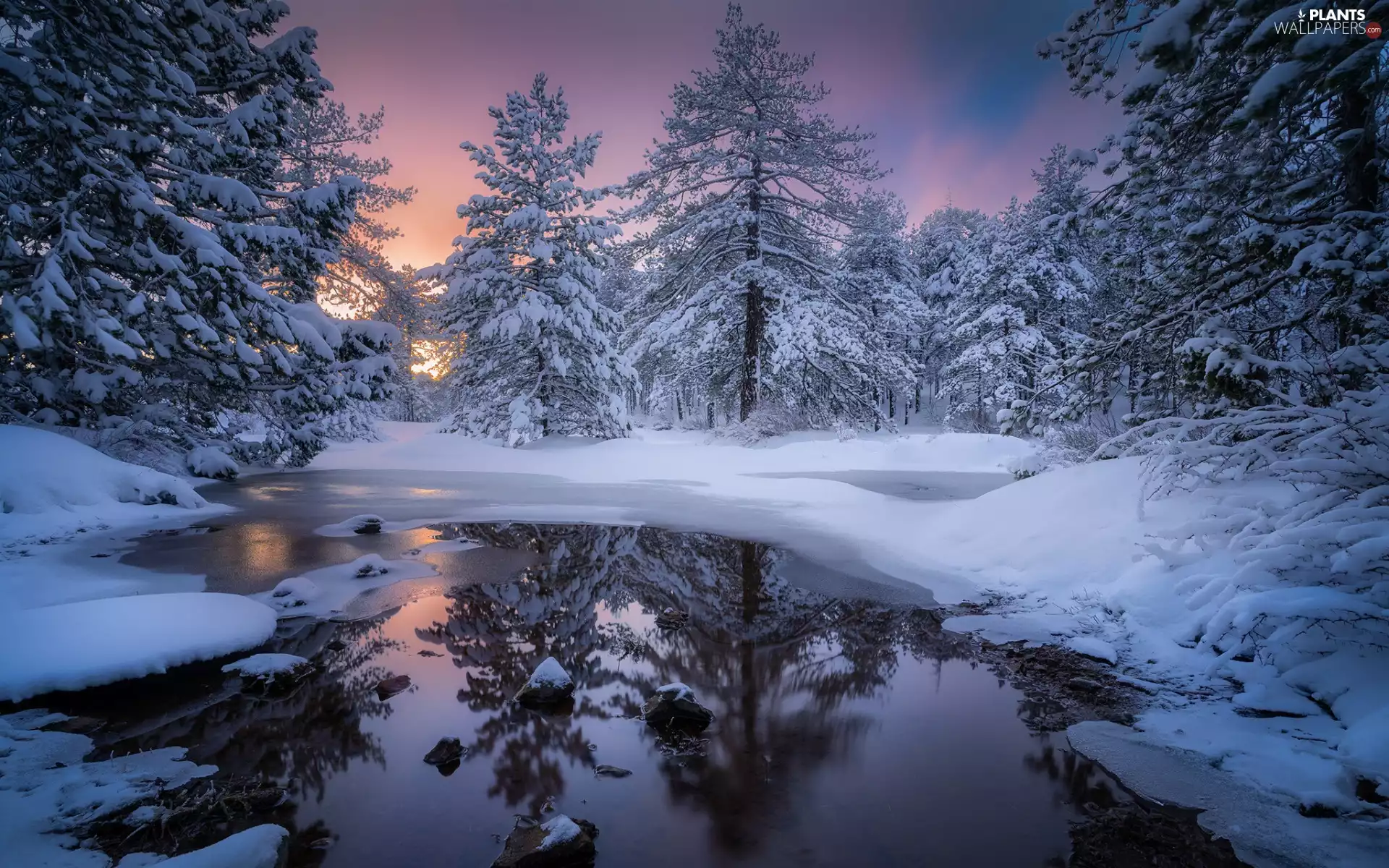 trees, winter, River, snow, viewes, Snowy