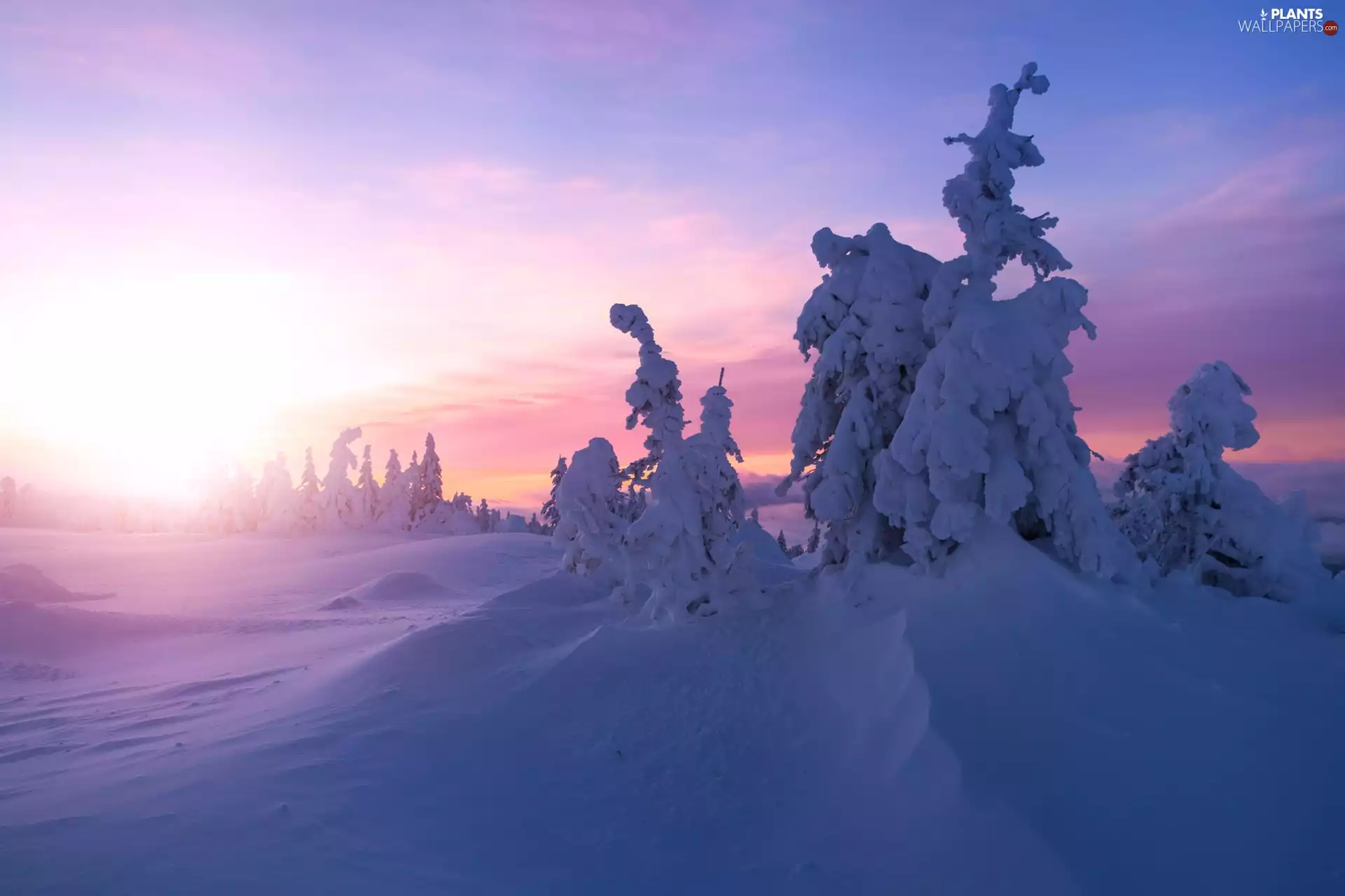 trees, winter, Sunrise, snow, viewes, Snowy