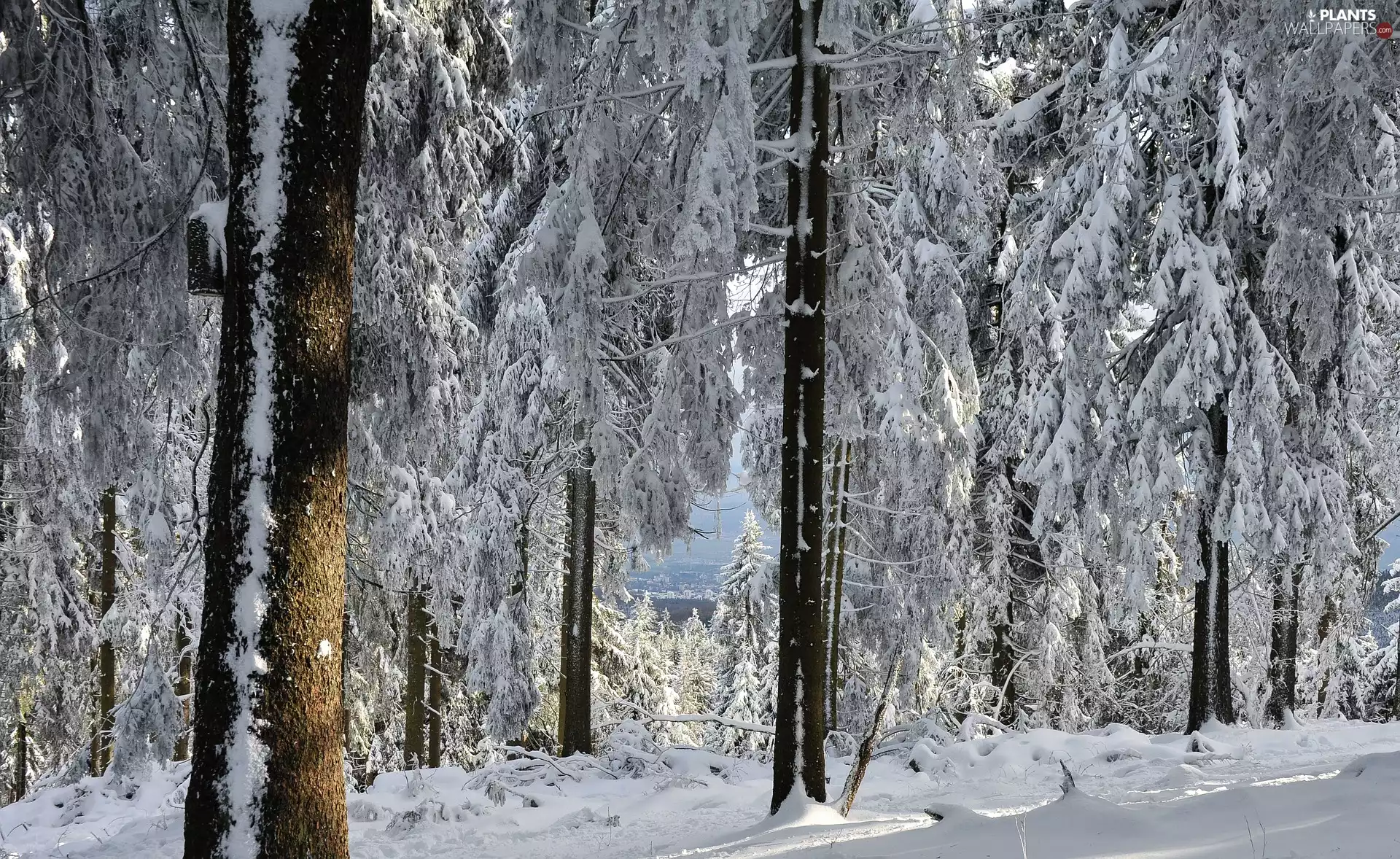forest, winter, viewes, snow, trees, snowy