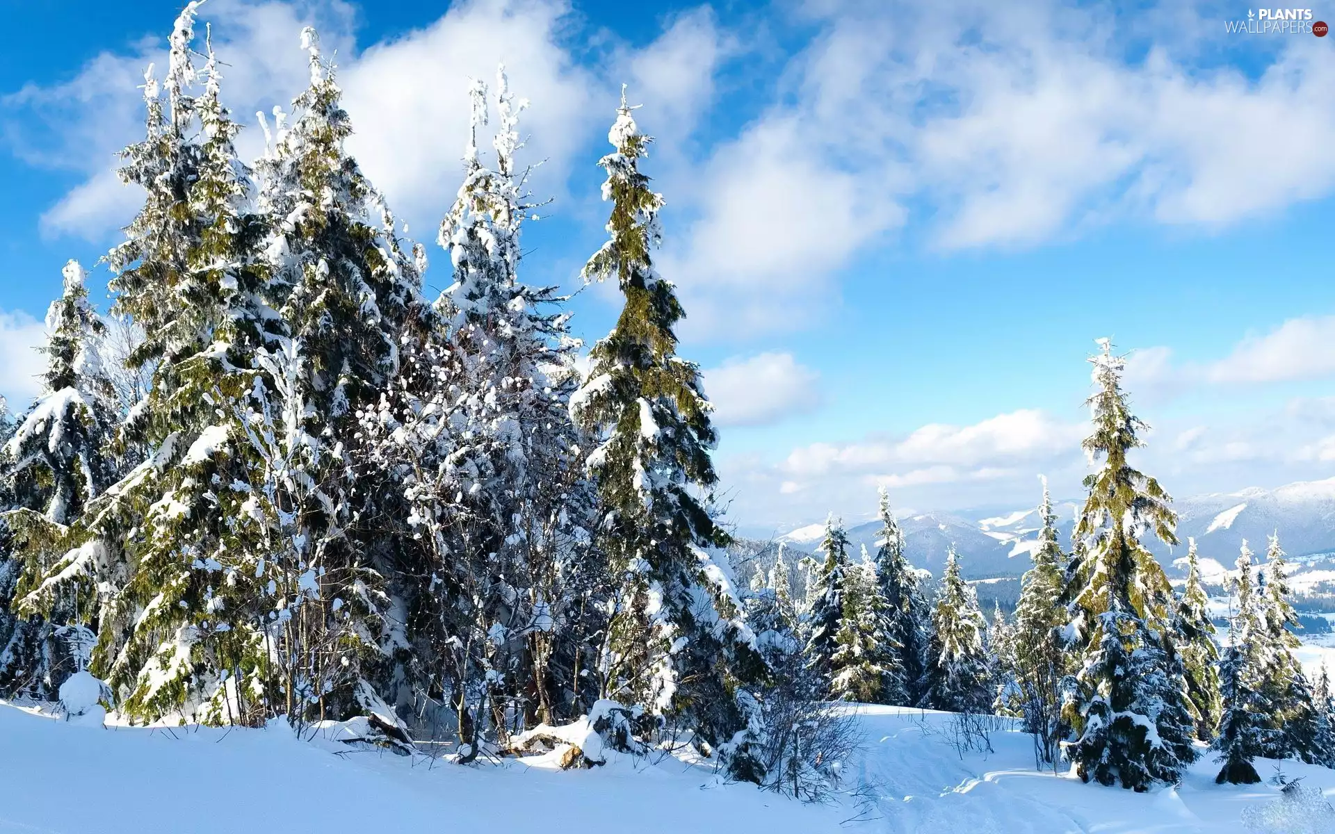 Mountains, snow, Snowy, Spruces, winter