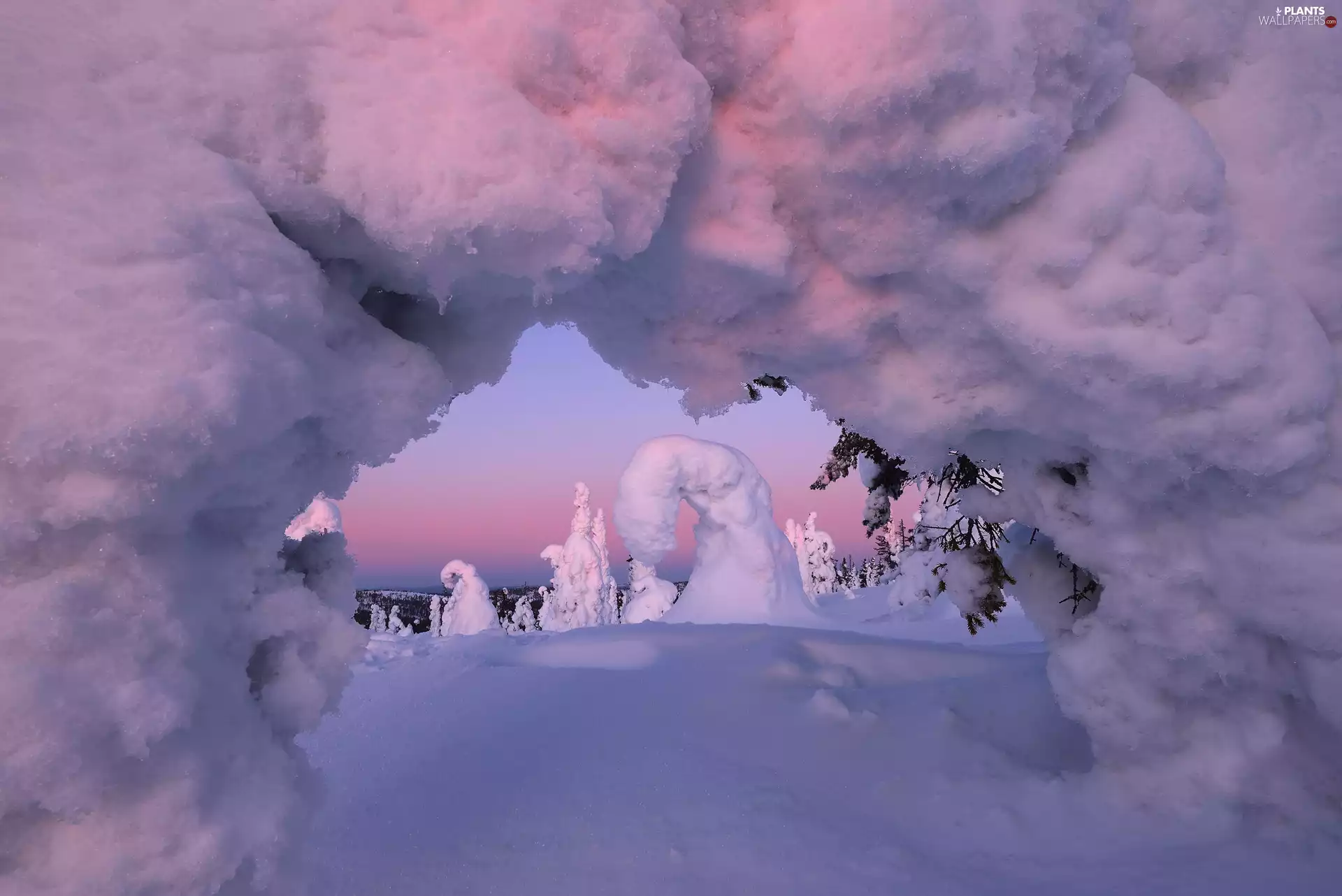 viewes, snow, snowy, trees, winter
