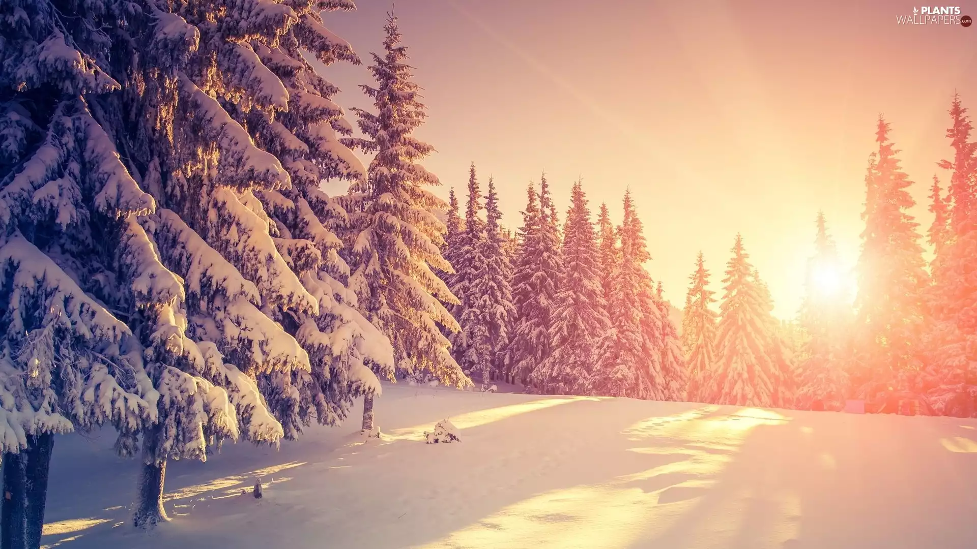 trees, Sunrise, winter, snow, viewes, Snowy