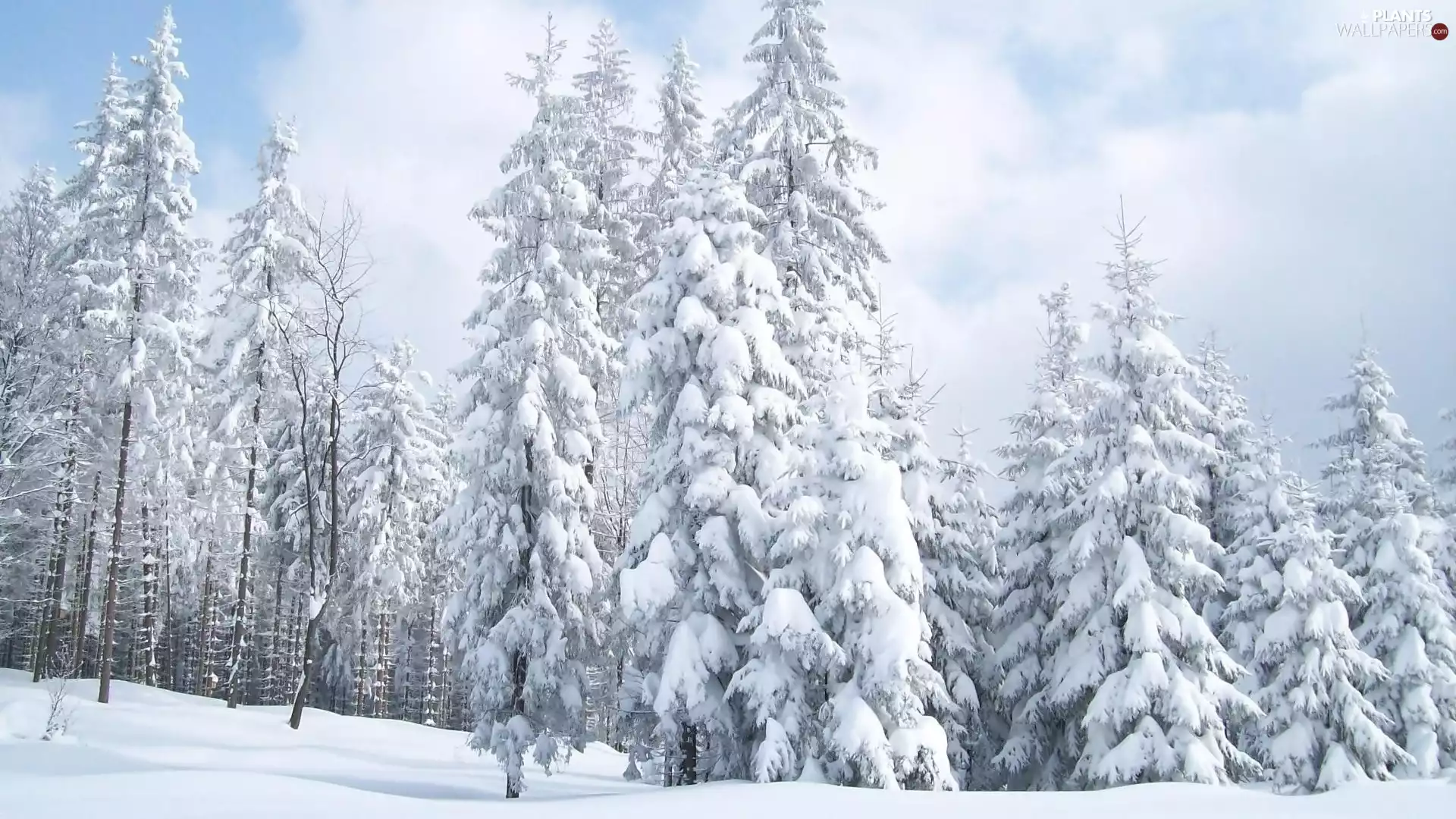 trees, winter, forest, snow, viewes, Spruces