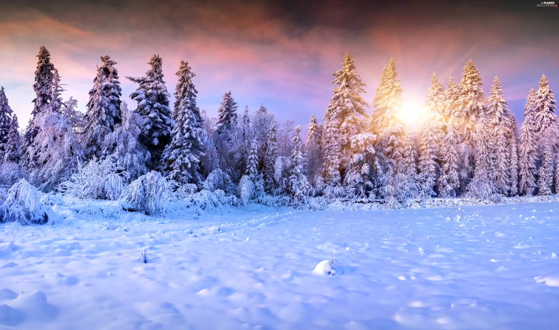 Spruces, winter, sun, snow