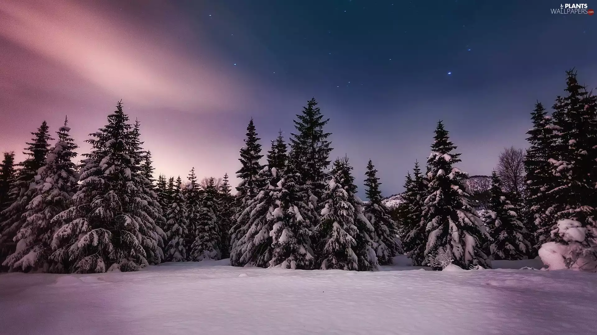 Spruces, Night, winter, snow