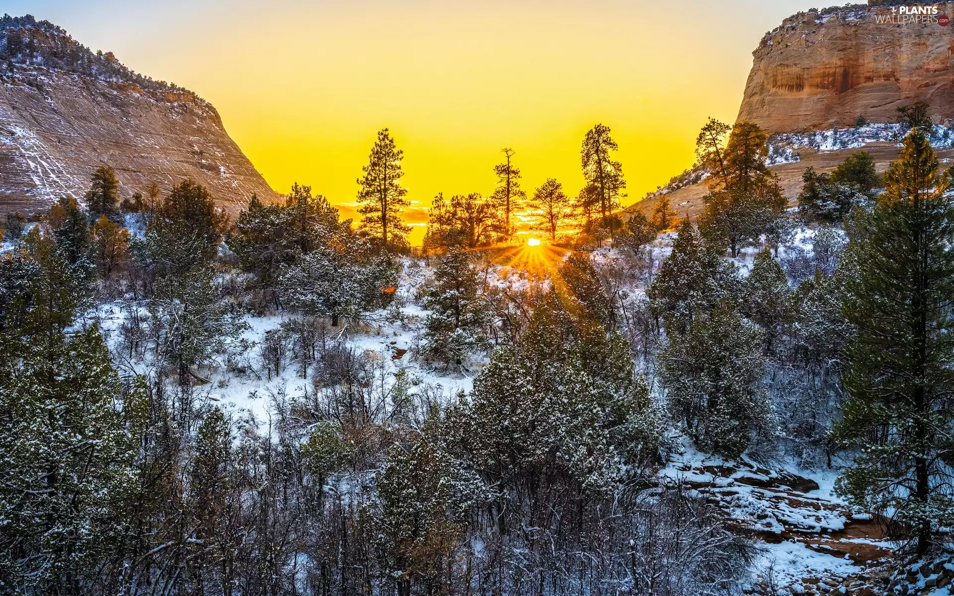 viewes, Utah State, winter, rocks, snow, Zion National Park, The United States, rays of the Sun, Mountains, trees