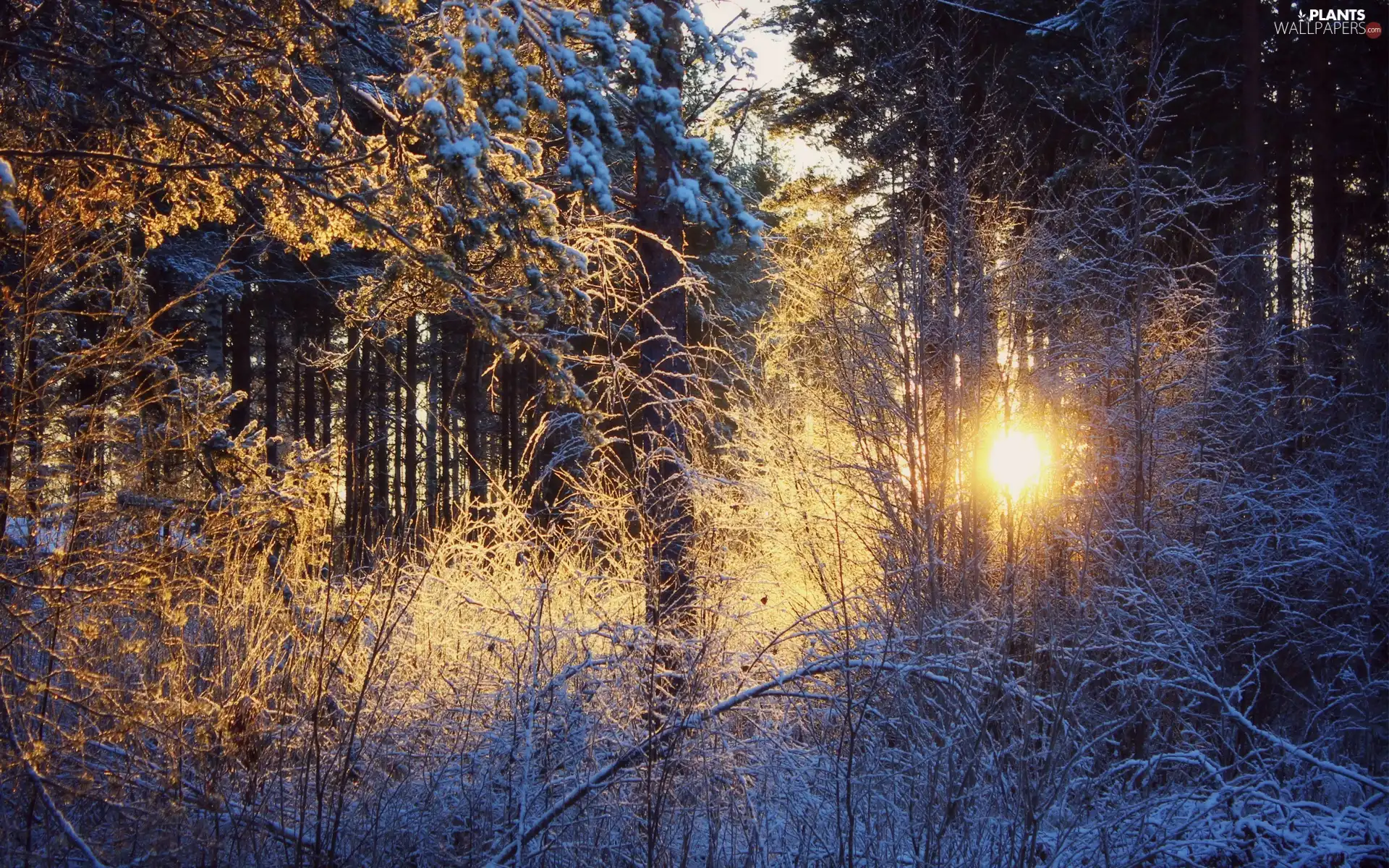 rays of the Sun, forest, snow