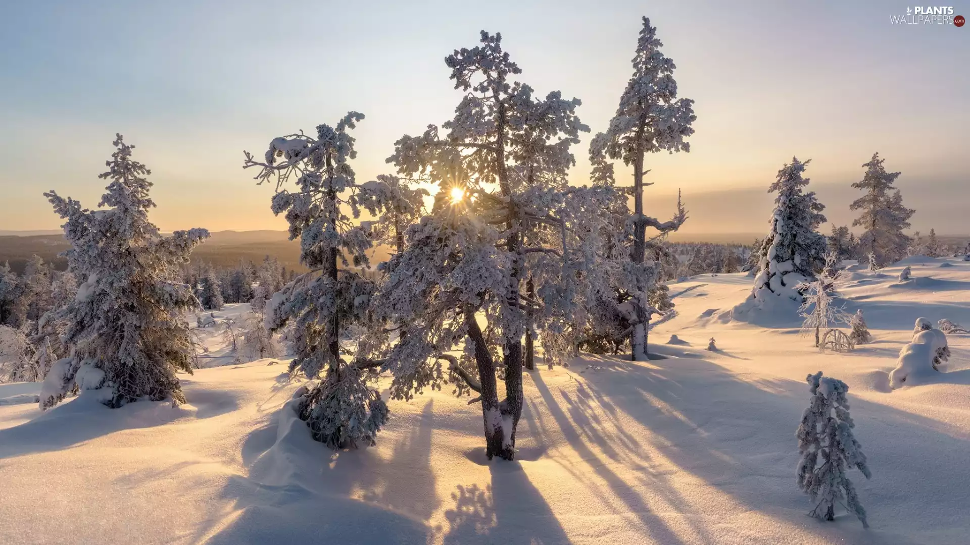 snow, Lapland, trees, winter, Finland, rays of the Sun, viewes