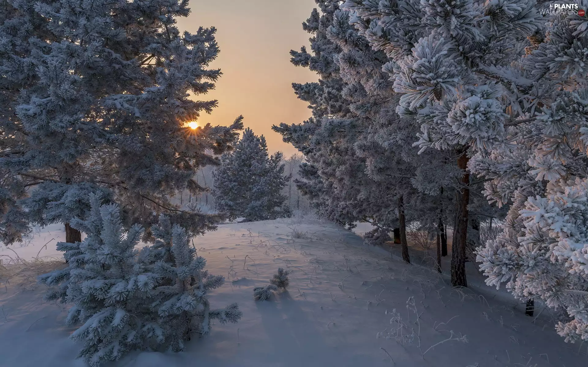 trees, winter, pine, snow, viewes, Sunrise
