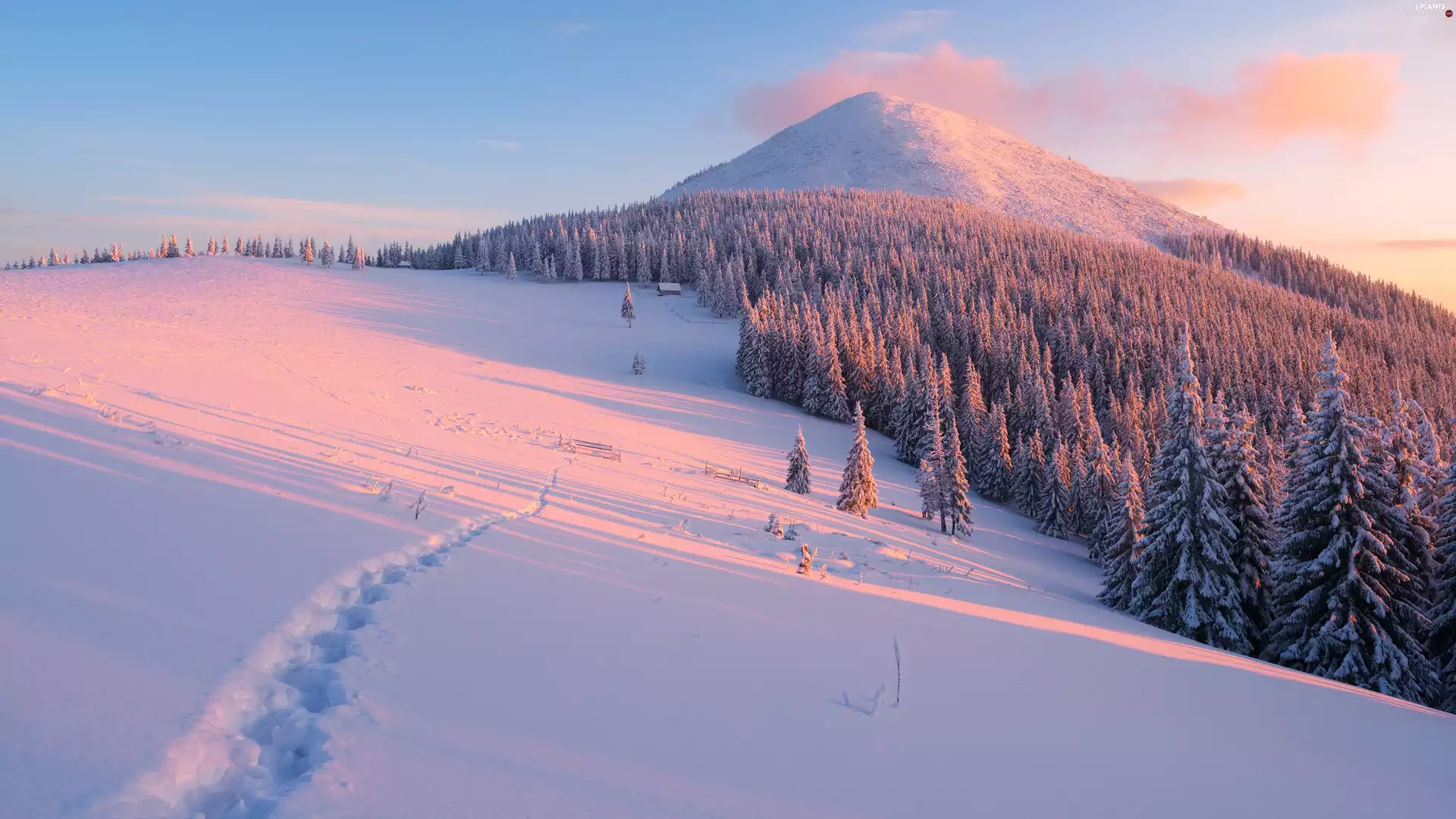Mountains, Spruces, winter, snow, Great Sunsets