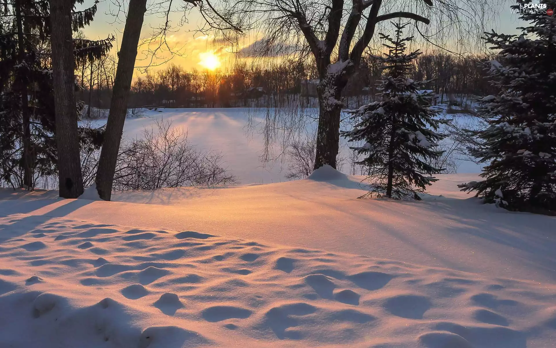 trees, viewes, winter, snow, Great Sunsets
