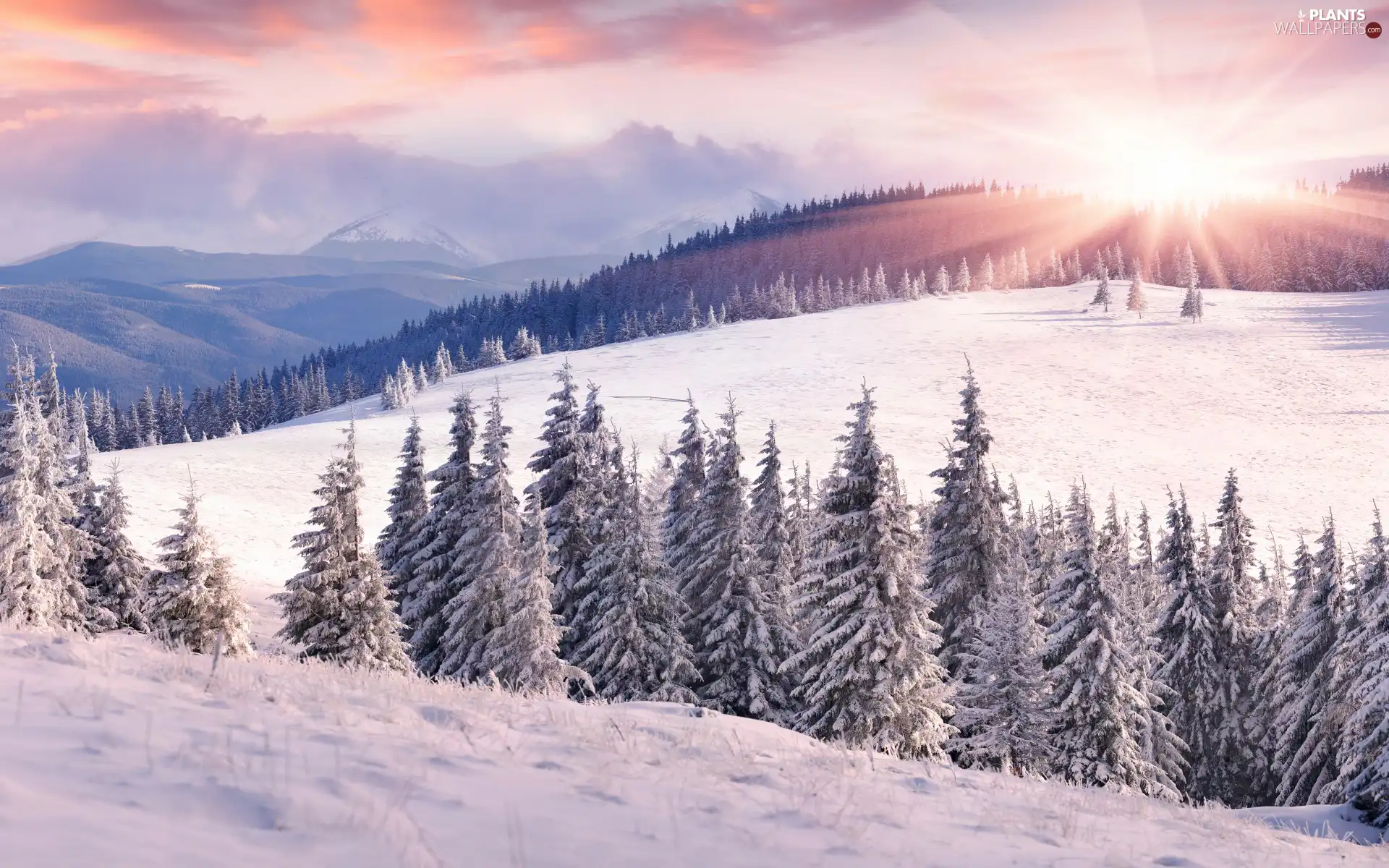 Sky, Field, trees, snow, viewes, winter, forest, rays of the Sun, clouds, Mountains
