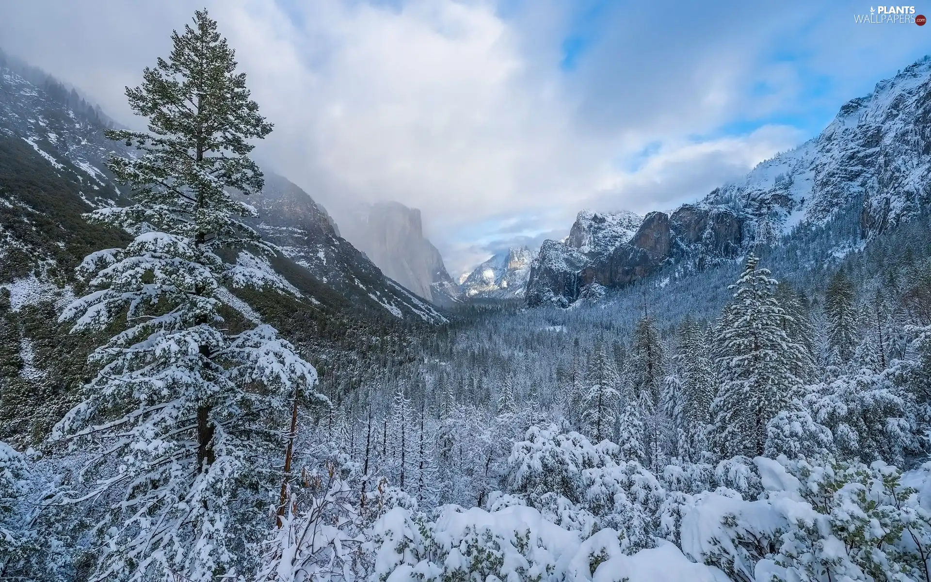 trees, viewes, The United States, Mountains, Yosemite National Park, snow, winter, fog