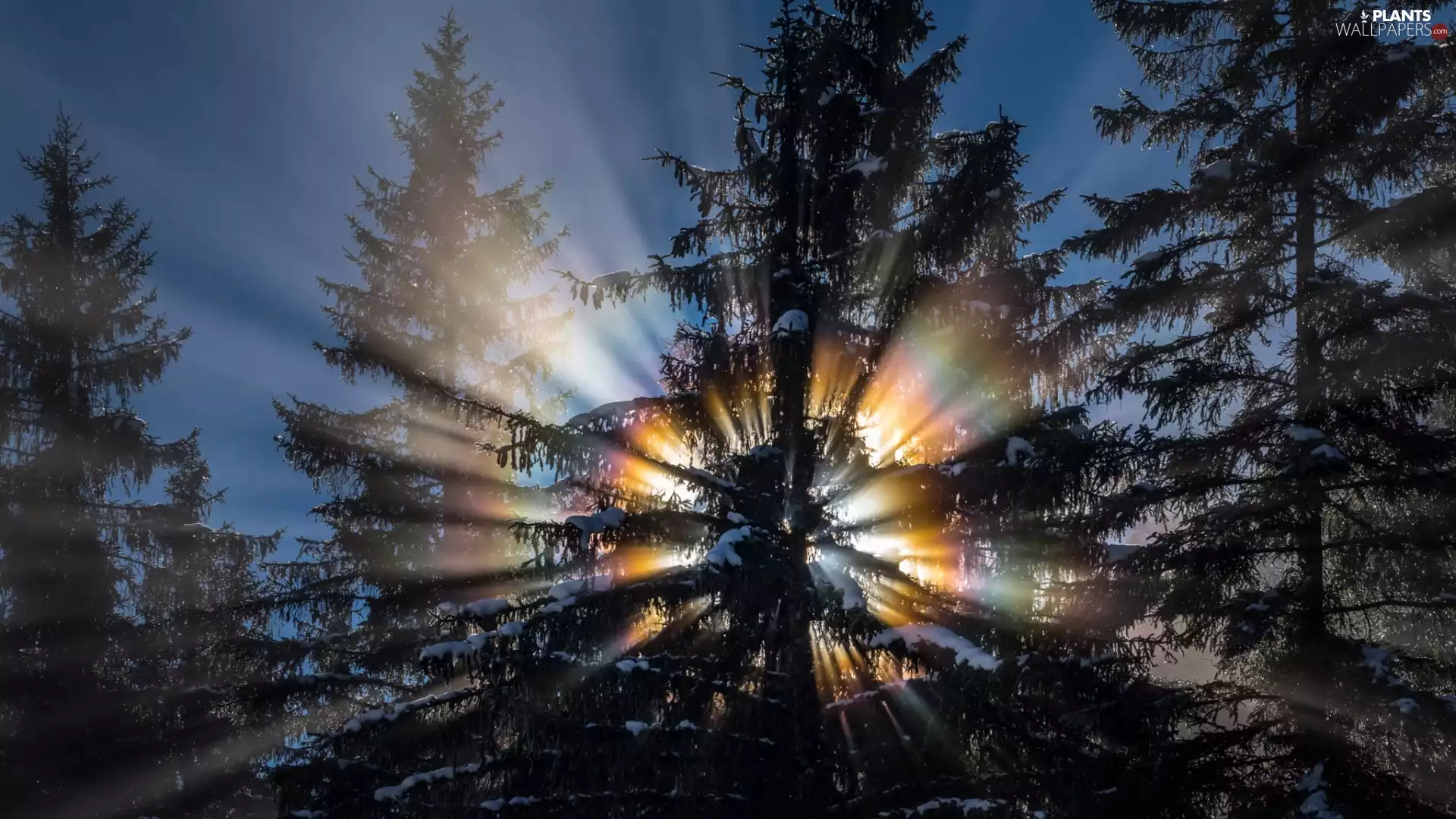 snow, trees, rays, viewes, forest, sun, light breaking through sky
