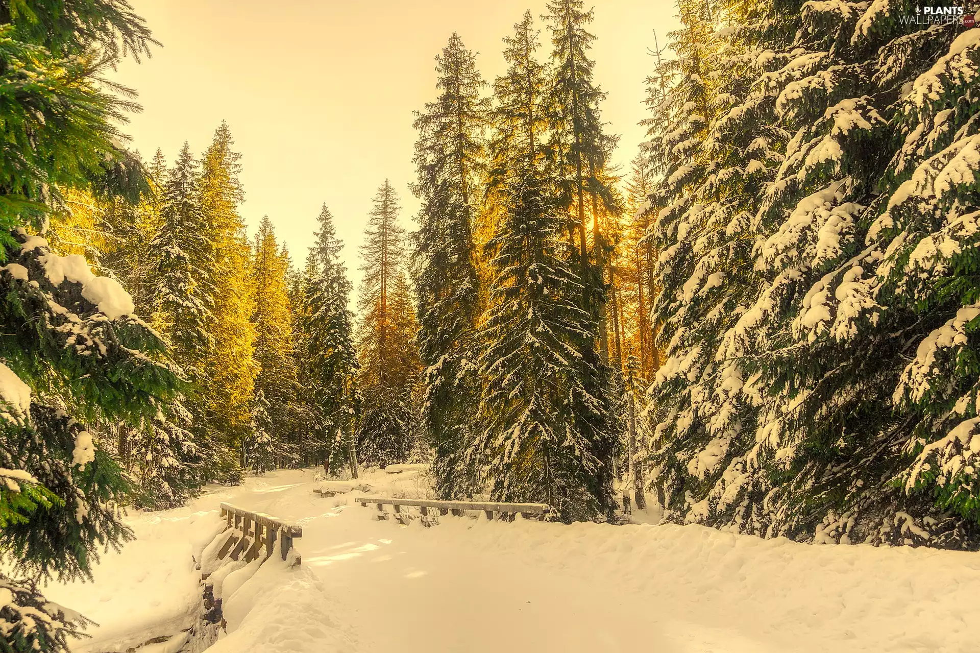 viewes, winter, bridges, snow, forest, trees